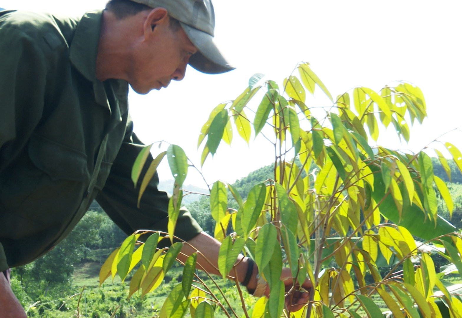Anh Nguyễn Anh chăm sóc cây ăn quả trong khu vườn đồi. Ảnh: HOÀNG HƯNG