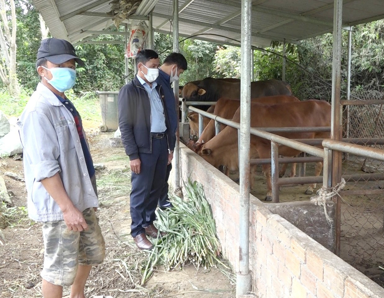 Mô hình nuôi bò vỗ béo của ông Nguyễn Ba cho hiệu quả kinh tế cao. Ảnh: T.N