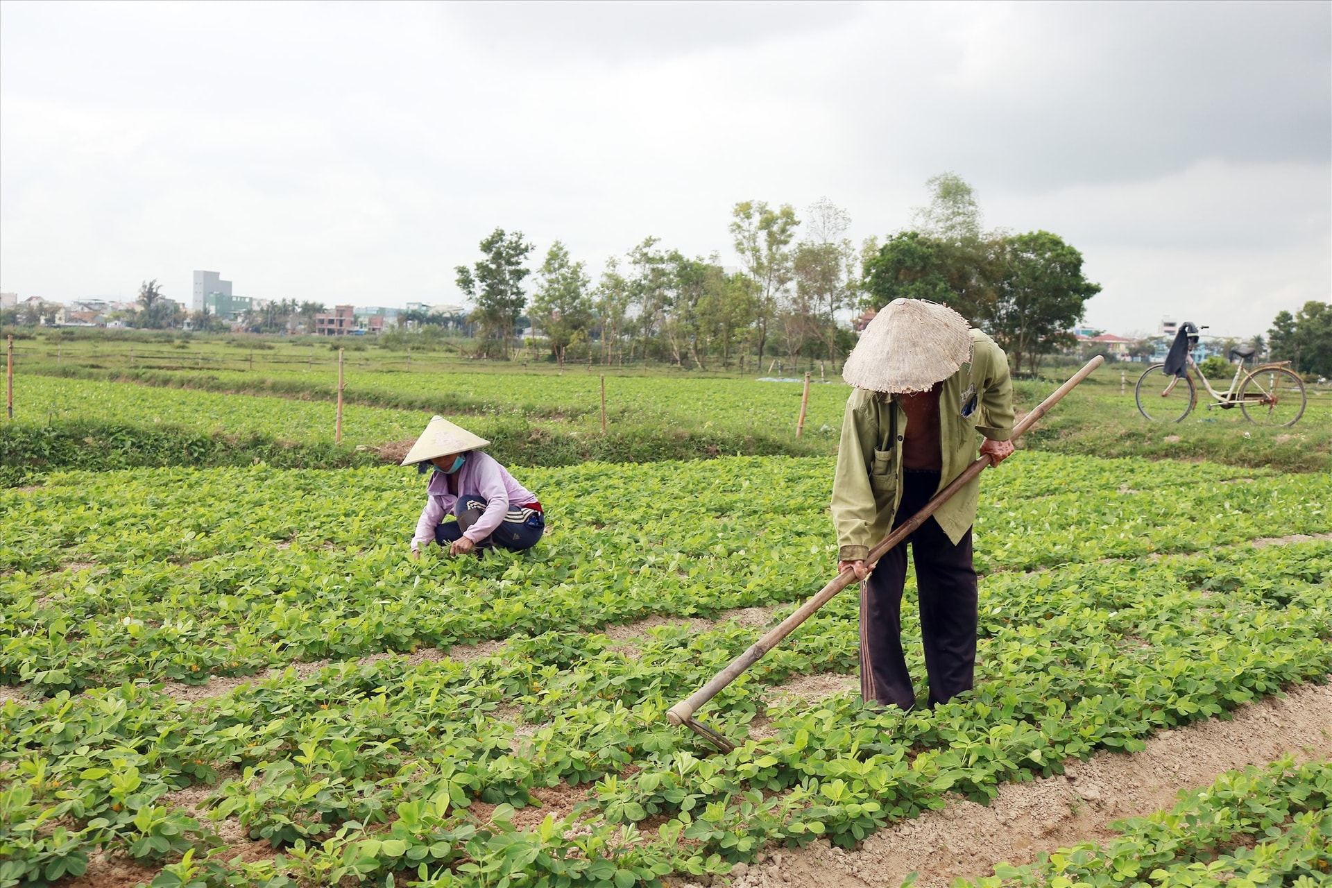 Nông dân cần mẫn làm cỏ, phòng trừ sâu bệnh cho hoa màu. Ảnh: V.T