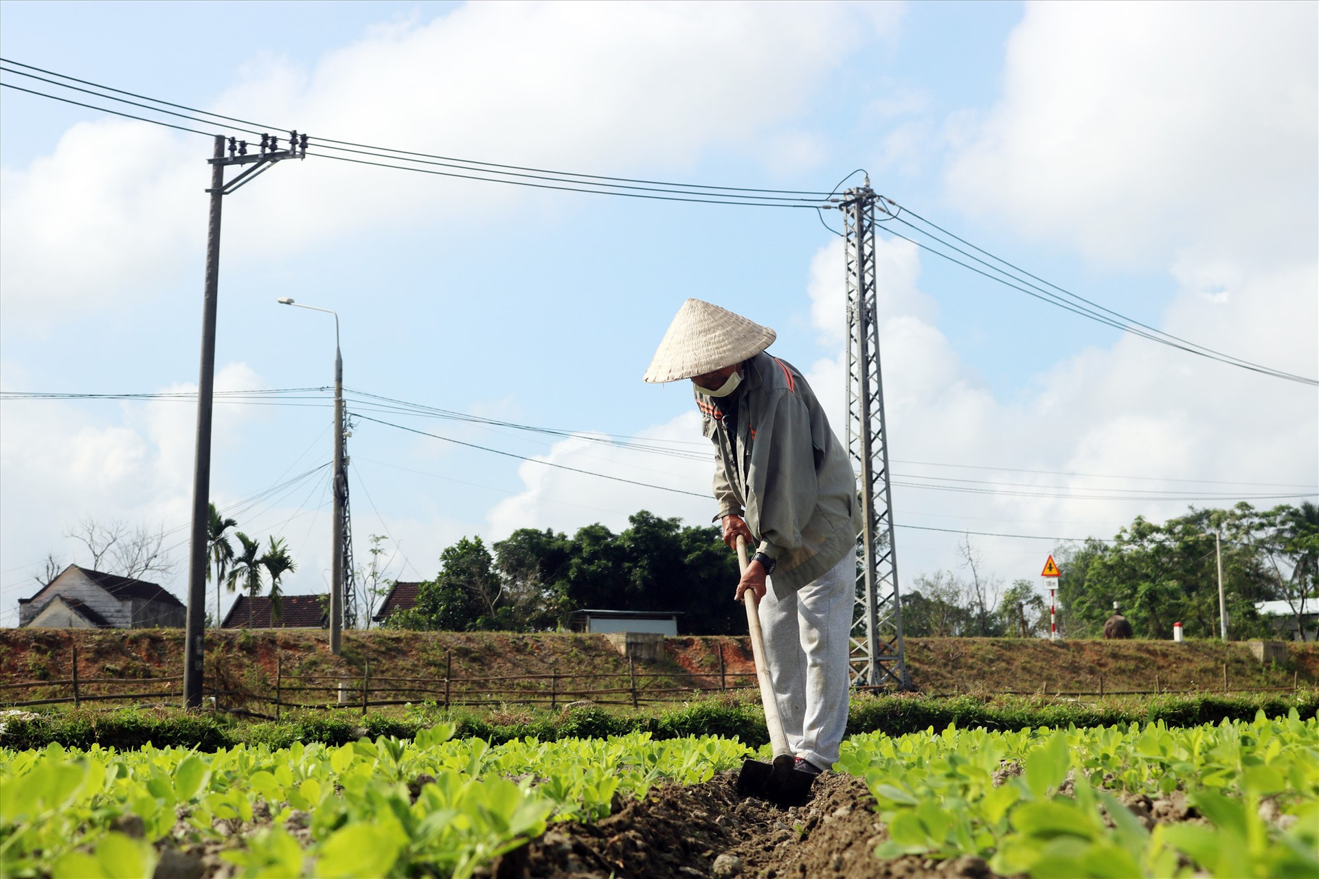 Hầu hết công việc của người nông dân trong thời điểm này là làm cỏ và xới cho đất tơi xốp. Ảnh: V.T