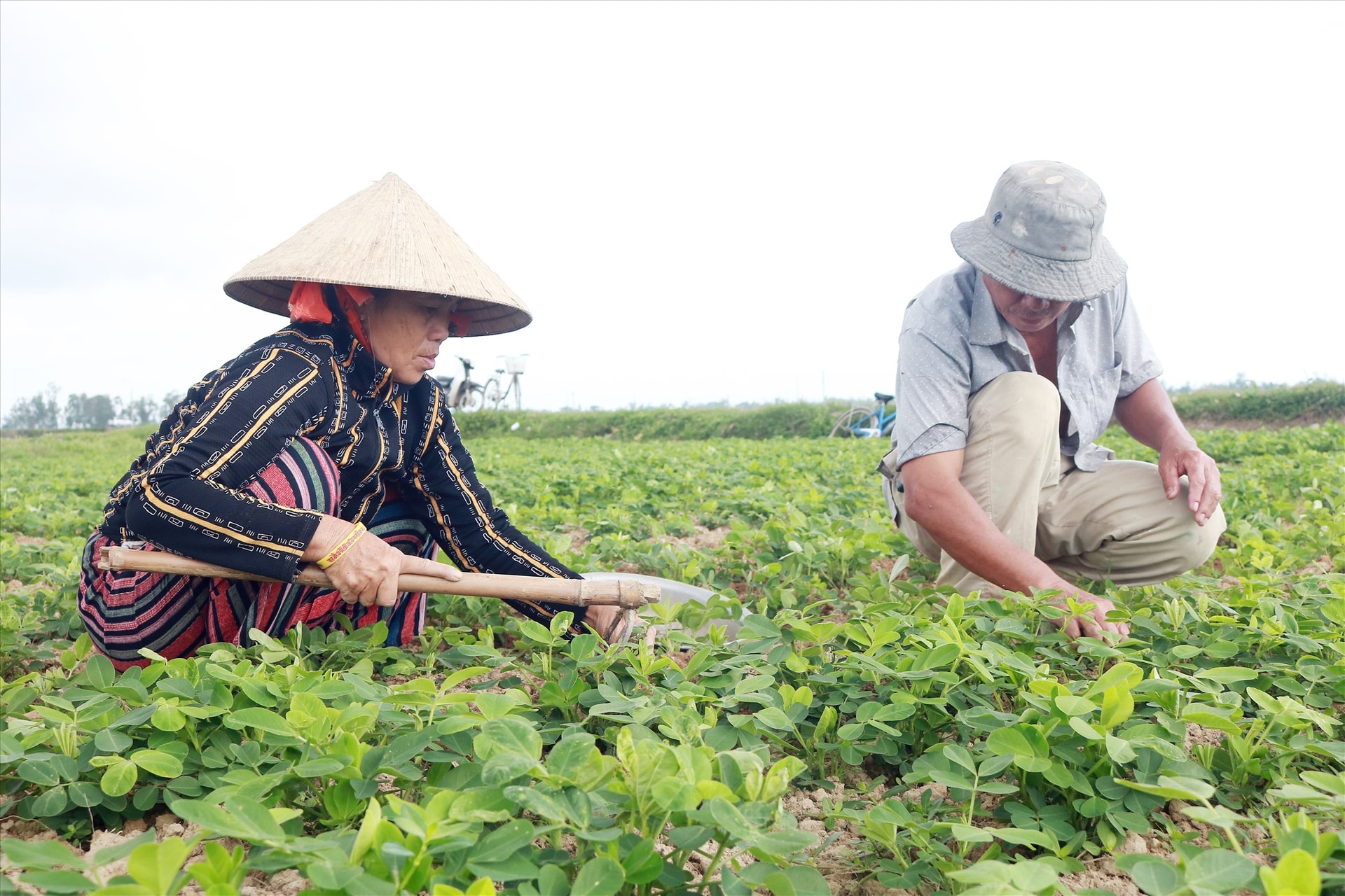 Vợ chồng ông Huỳnh Ngọc Thảo hăng hái chuẩn bị cho vụ mùa mới. Ảnh: V.T