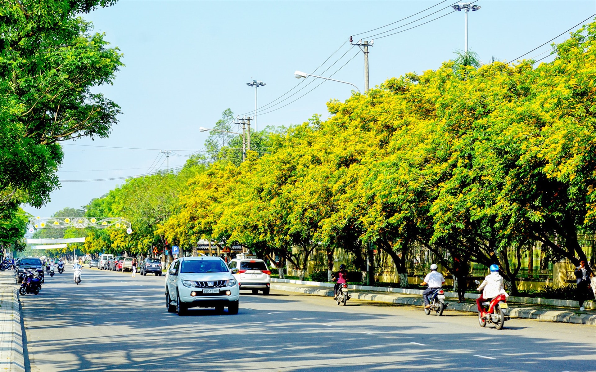 Những con đường ngập sắc vàng hoa sưa vào tháng Ba ở Tam Kỳ.Ảnh: PHƯƠNG THẢO