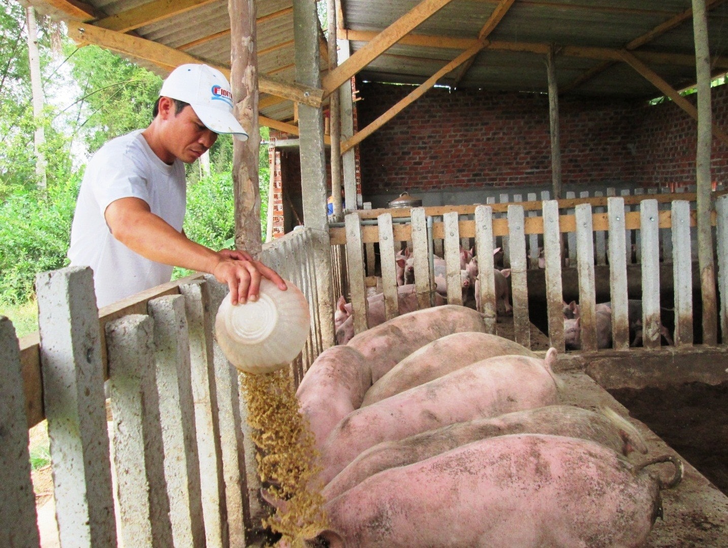 Giá thức ăn chăn nuôi tăng mạnh khiến người dân gặp rất nhiều khó khăn trong việc phát triển đàn heo. Ảnh: S.A