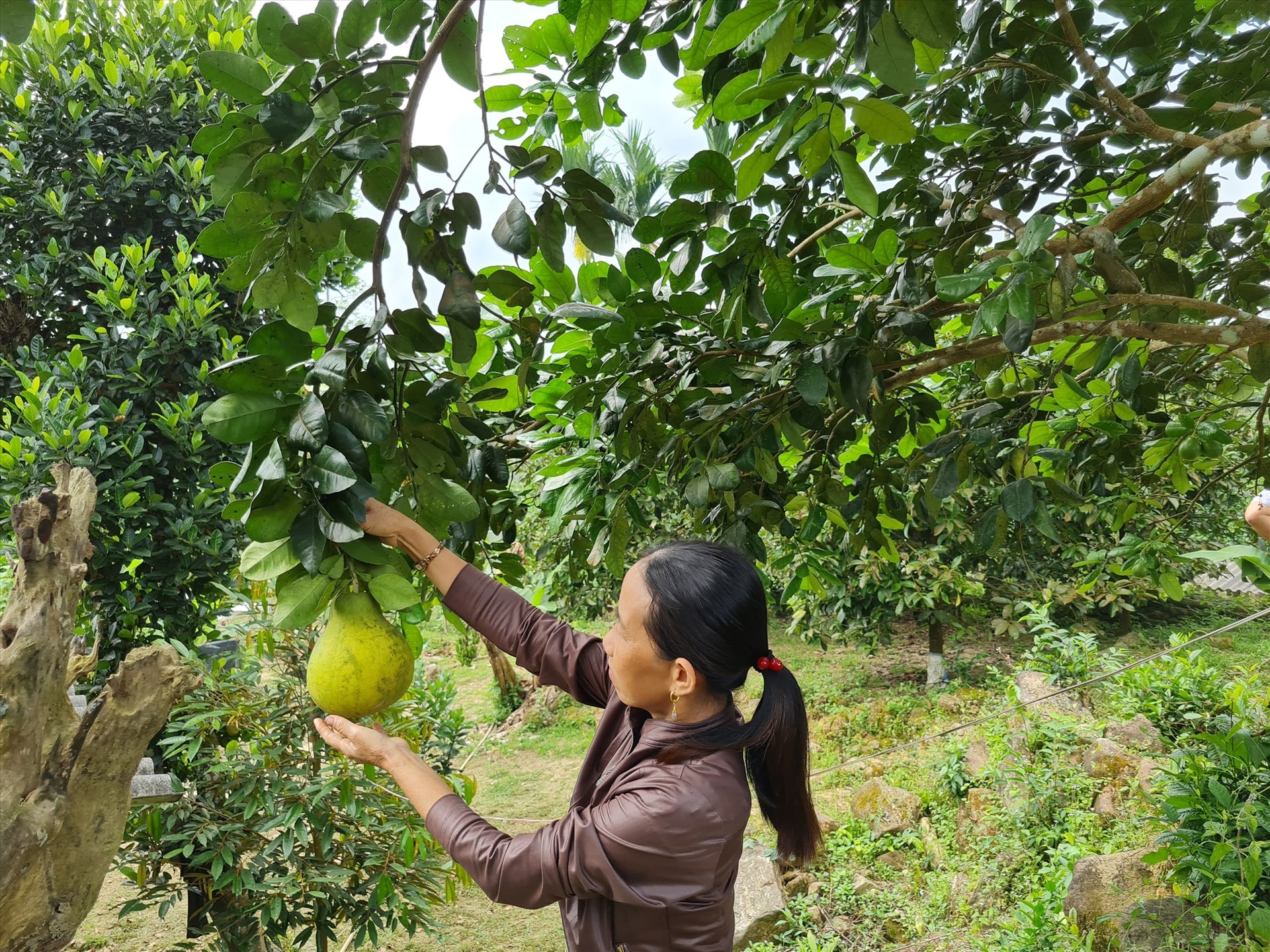 Với người dân Tiên Phước, vườn là sinh kế nên được chăm sóc cẩn thận. Ảnh: D.L