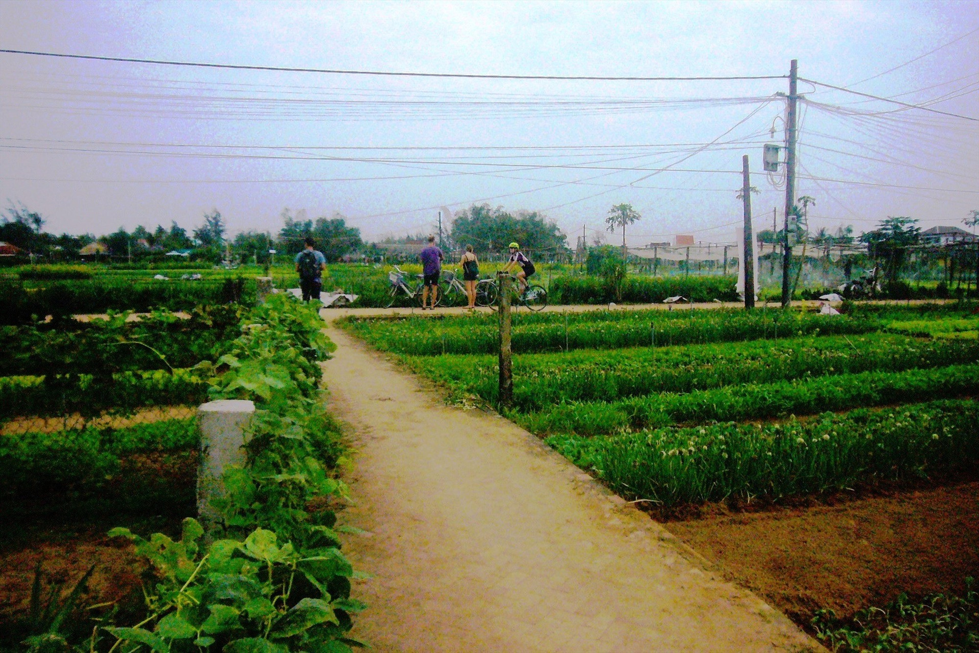 Landscape of Tra Que vegetable village
