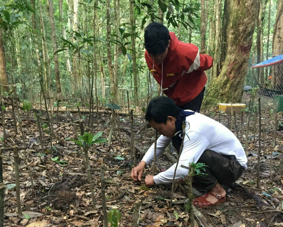 Phương án quản lý rừng bền vững giúp người dân ổn định sinh kế và không tác động vào rừng tự nhiên. Ảnh: H.P