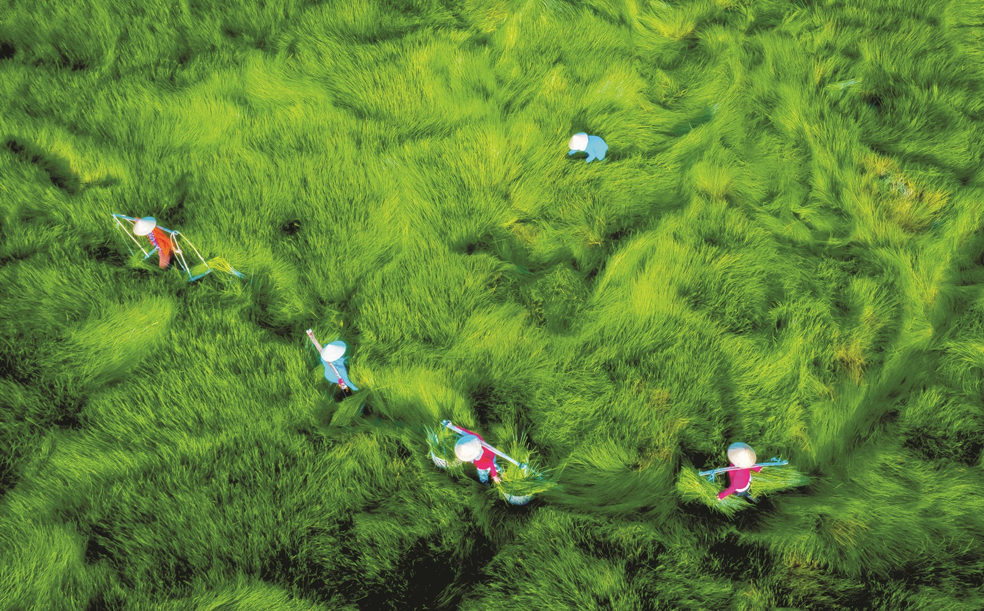 Đồng cỏ năng ở Bình Hải, Thăng Bình. Ảnh: L.T.K