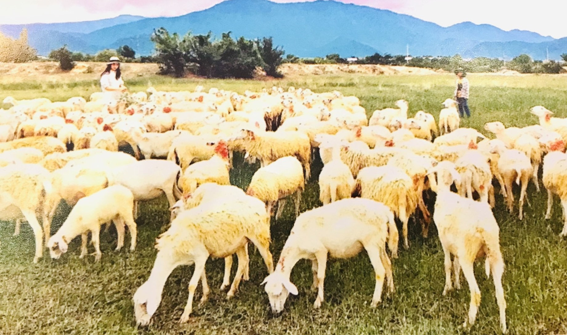 Đồng cừu An Hòa (huyện Ninh Hải, Ninh Thuận) là một trong những địa điểm chăn nuôi và thả cừu tự do lớn nhất tỉnh Ninh Thuận. Ảnh: CTV