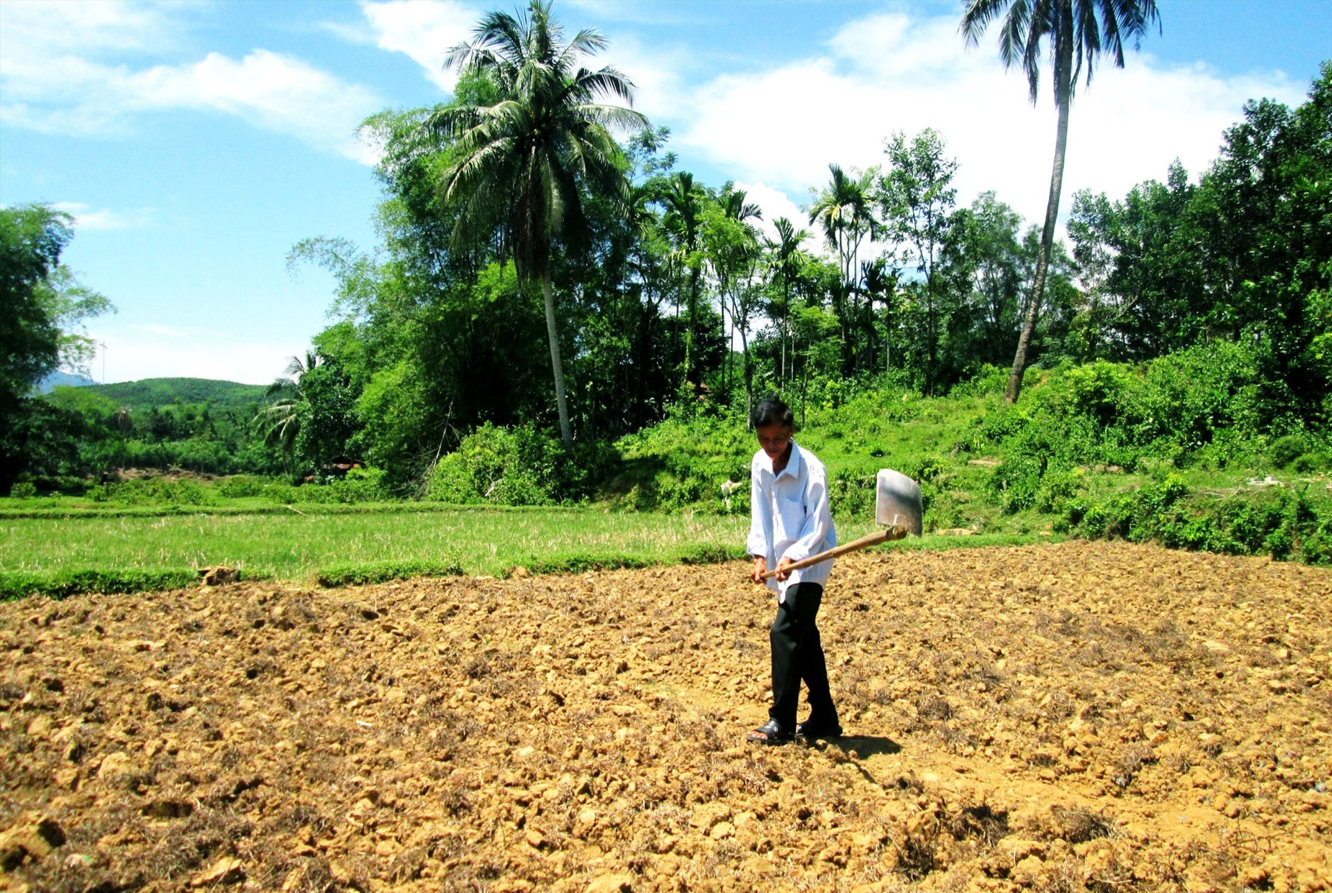 Do khó khăn về nguồn nước tưới nên một số ruộng lúa ở xã Quế Lưu (Hiệp Đức) thường phải bỏ hoang hoặc chuyển sang sản xuất các loại cây trồng cạn trong vụ hè thu. Ảnh: P.Đ