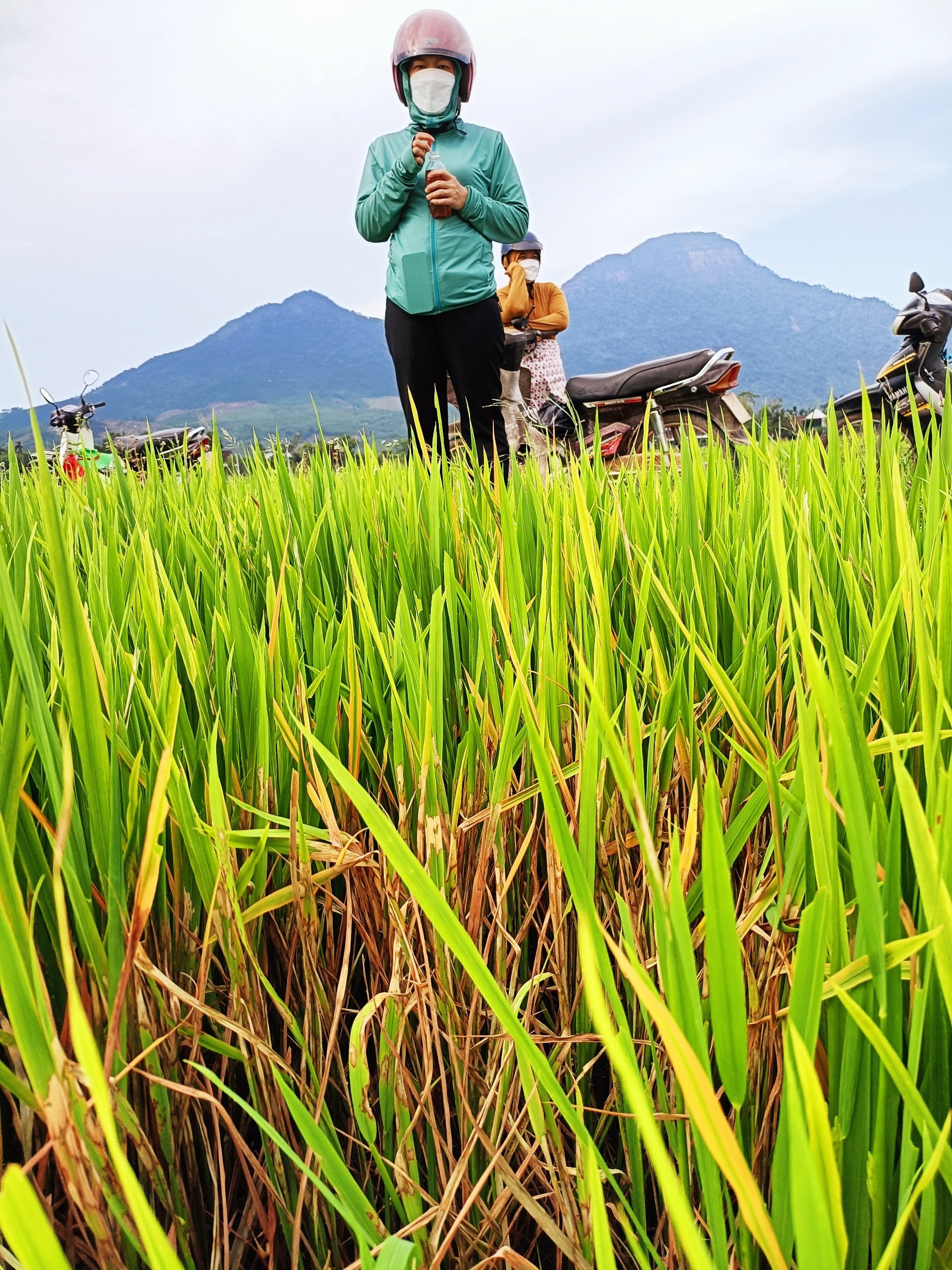 Đội ngũ cán bộ kỹ thuật nông nghiệp của huyện Nông Sơn về các địa phương hỗ trợ nông dân triển khai những biện pháp phòng trừ dịch hại trên cây lúa. Ảnh: P.Đ