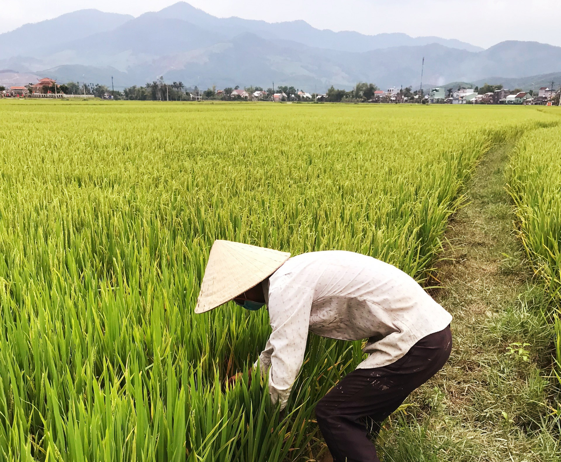 Nông dân xã Sơn Viên (Nông Sơn) kiểm tra kỹ ruộng lúa để kịp thời phát hiện các loại sâu bệnh gây hại. Ảnh: P.Đ