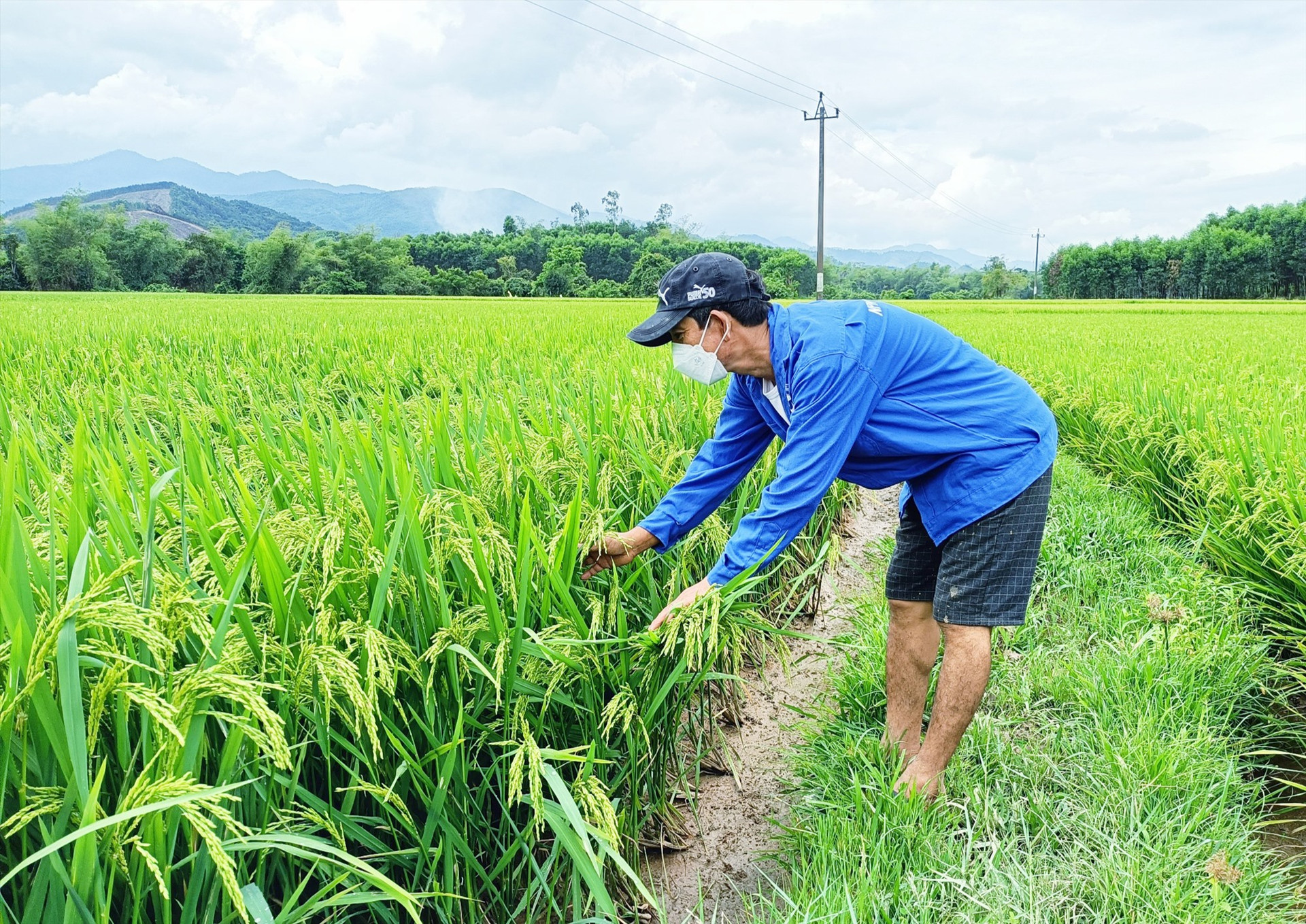 Nông dân xã Quế Trung (Nông Sơn) kiểm tra ruộng lúa để chủ động phòng trừ sâu bệnh. Ảnh: MAI NHI