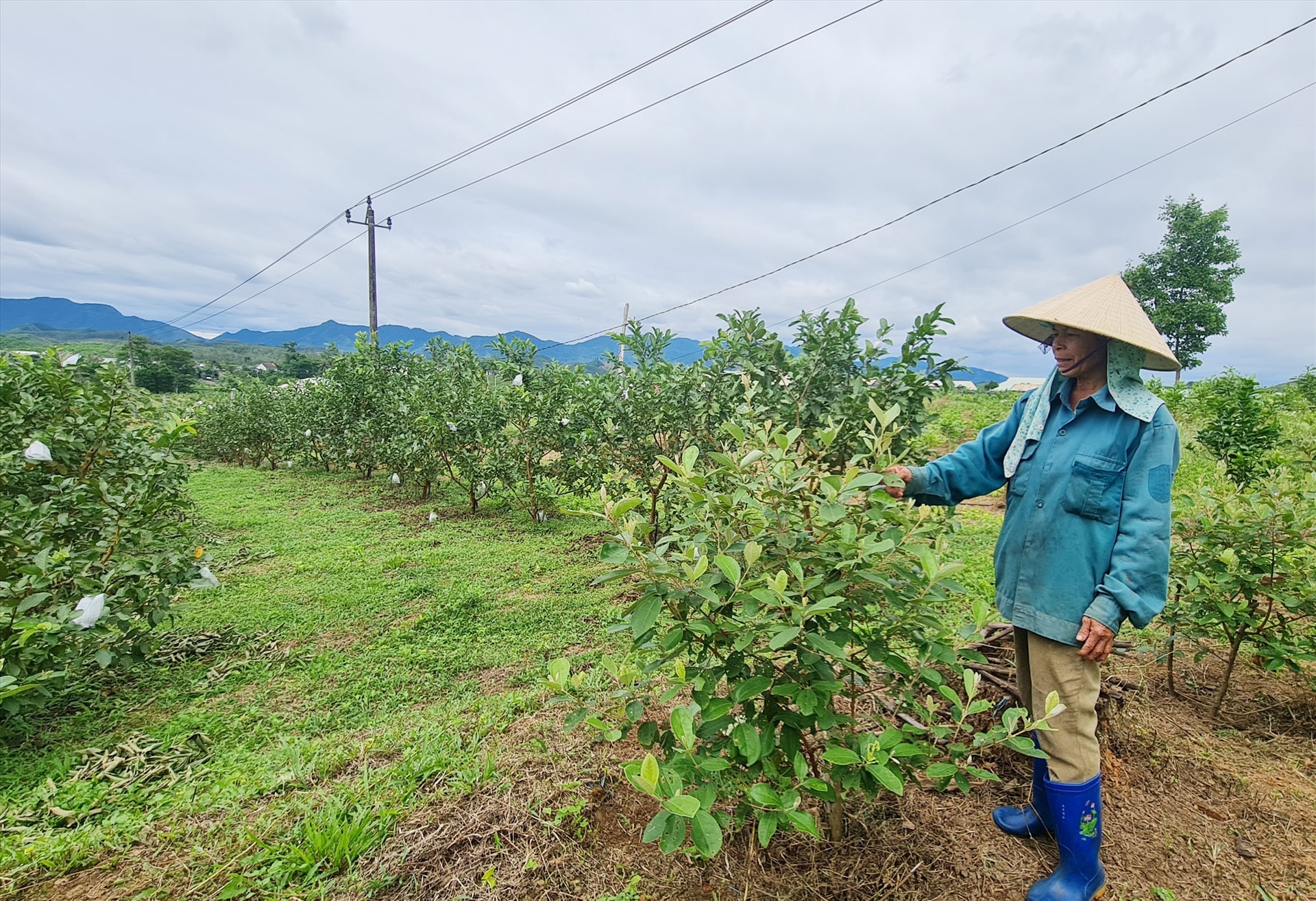 Bà Hồ Thị Dung bên vườn cây ăn quả. Ảnh: H.LIÊN