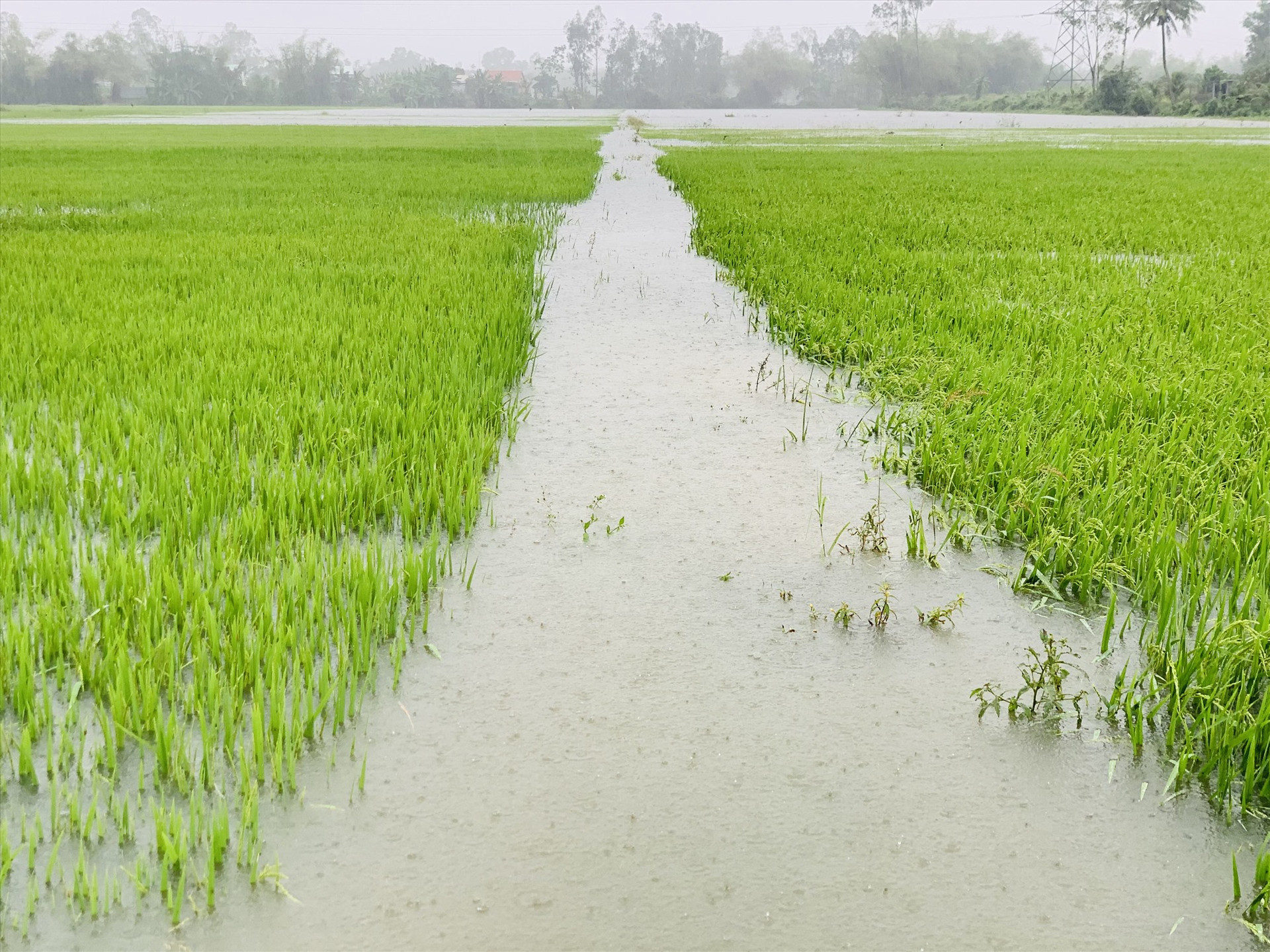 Nhiều ruộng lúa ở Duy Xuyên bị ngập úng nặng, nguy cơ năng suất sẽ tụt giảm mạnh. Ảnh: T.S