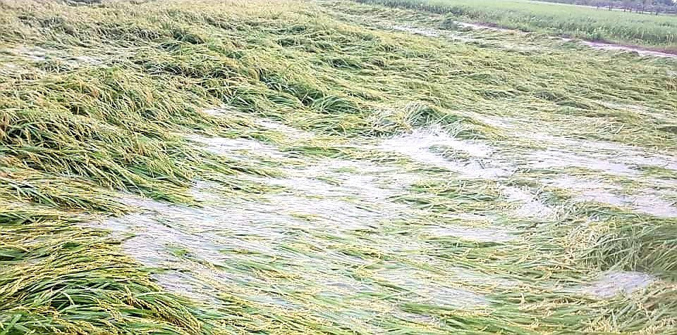 Các ruộng lúa đang chín ở thôn Gia Huệ (xã Đại Minh, Đại Lộc) bị ngã đổ và ngập trong nước. Ảnh: T.S