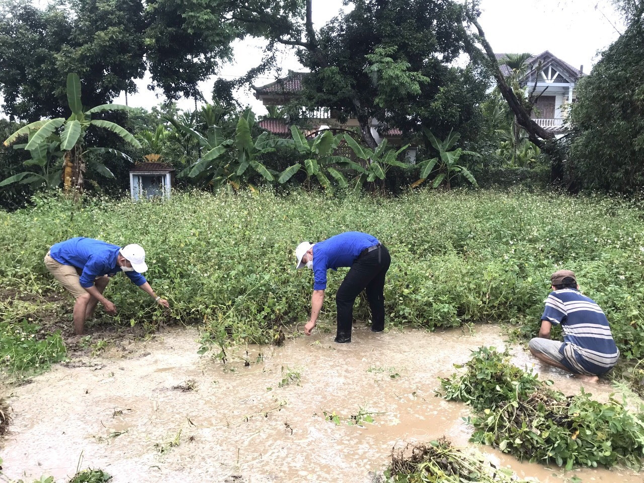 Đoàn viên thanh niên xã Tam Xuân 1 giúp người dân thu hoạch đậu phụng bị mưa ngập úng. Ảnh: N.Q
