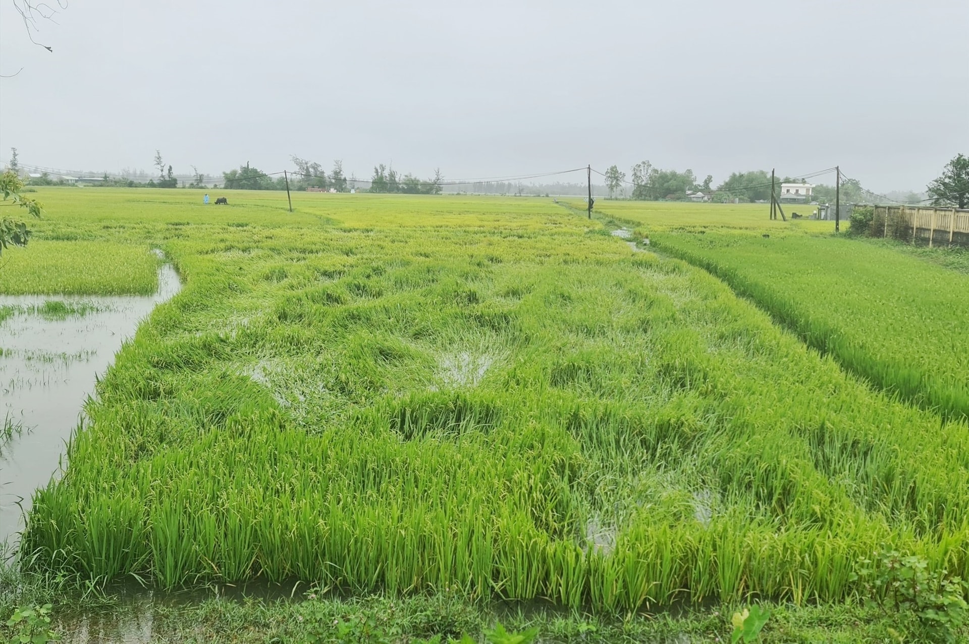 Hơn 14.000 ha lúa bị ngã đổ. Ảnh: T.C