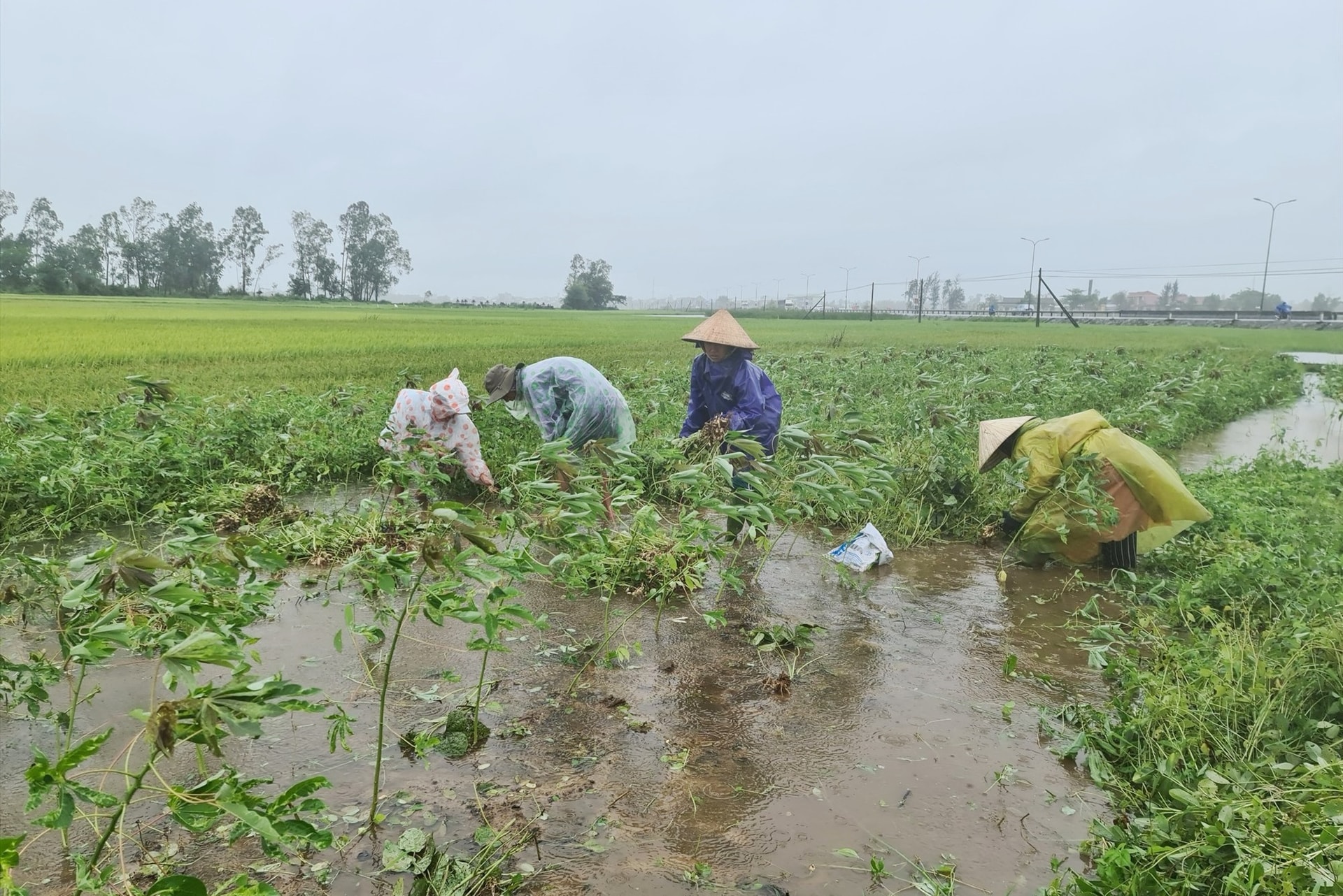 Nhiều diện tích rau màu bị thiệt hại do mưa lớn. Ảnh: T.C