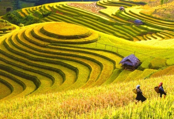 Terraced rice fields. Photo internet