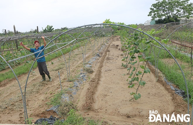 Một nông dân tại vùng rau an toàn Túy Loan, xã Hòa Phong đang sửa lại dàn leo cây mướp. Ảnh: VĂN HOÀNG