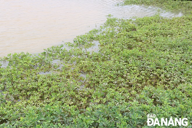 Hơn 84,3ha đậu phộng của nông dân bị ngập nước và hư hại. Ảnh: VĂN HOÀNG