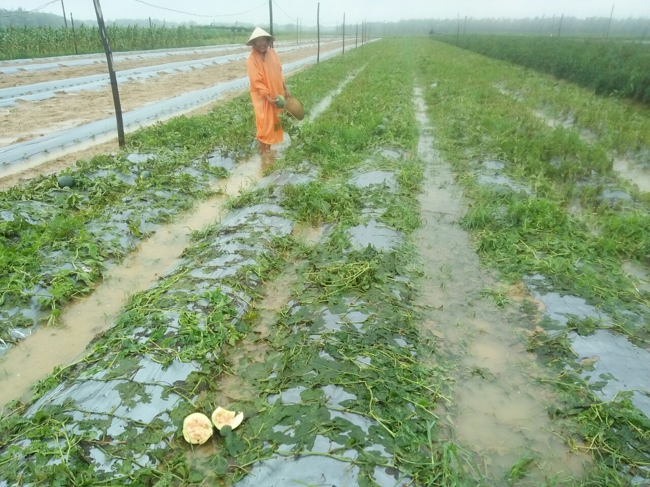 Nhiều diện tích dưa hấu của nông dân Đại Lộc bị hư hại. Ảnh: T.T