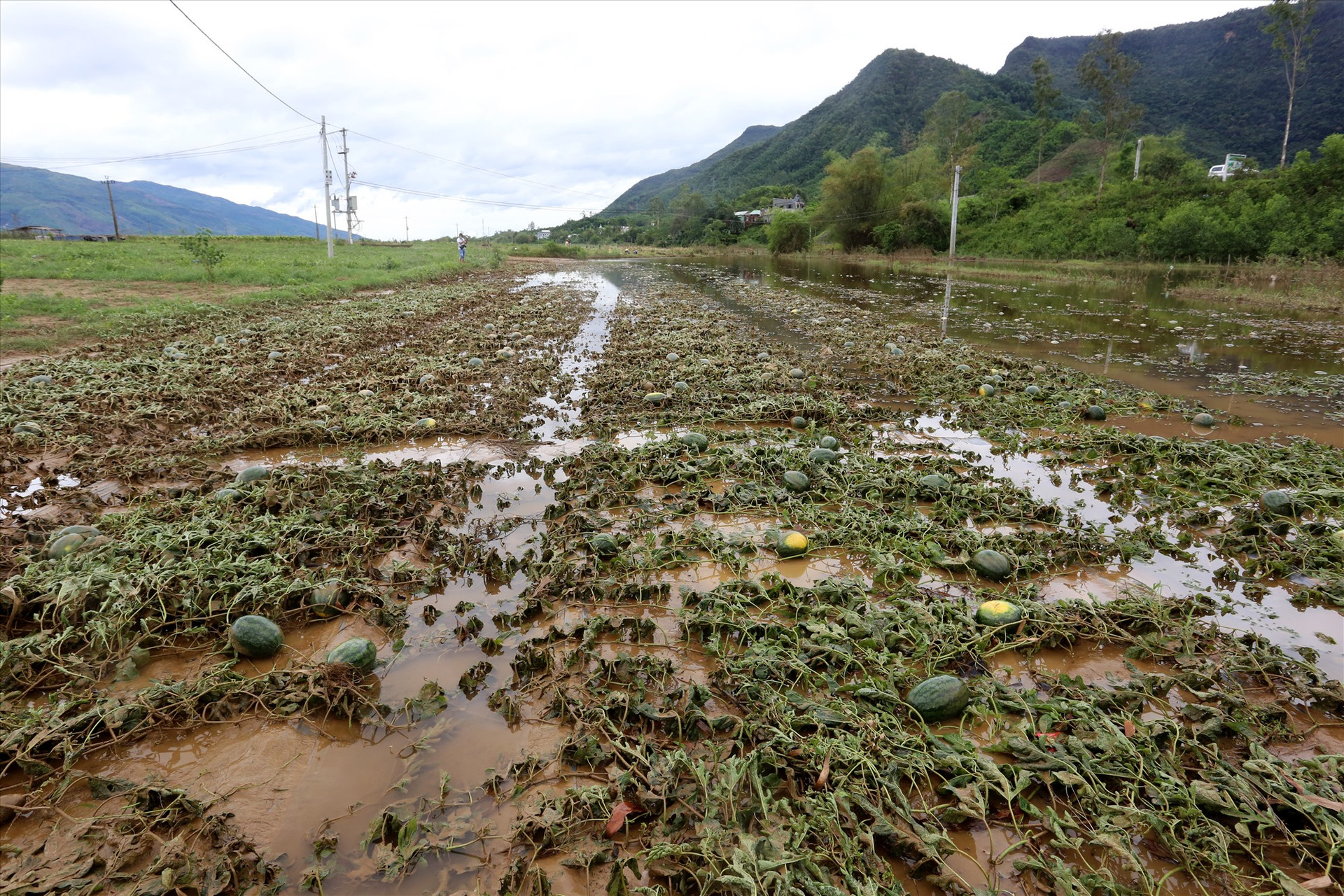 Một ruộng dưa hấu sau khi nước lũ rút.