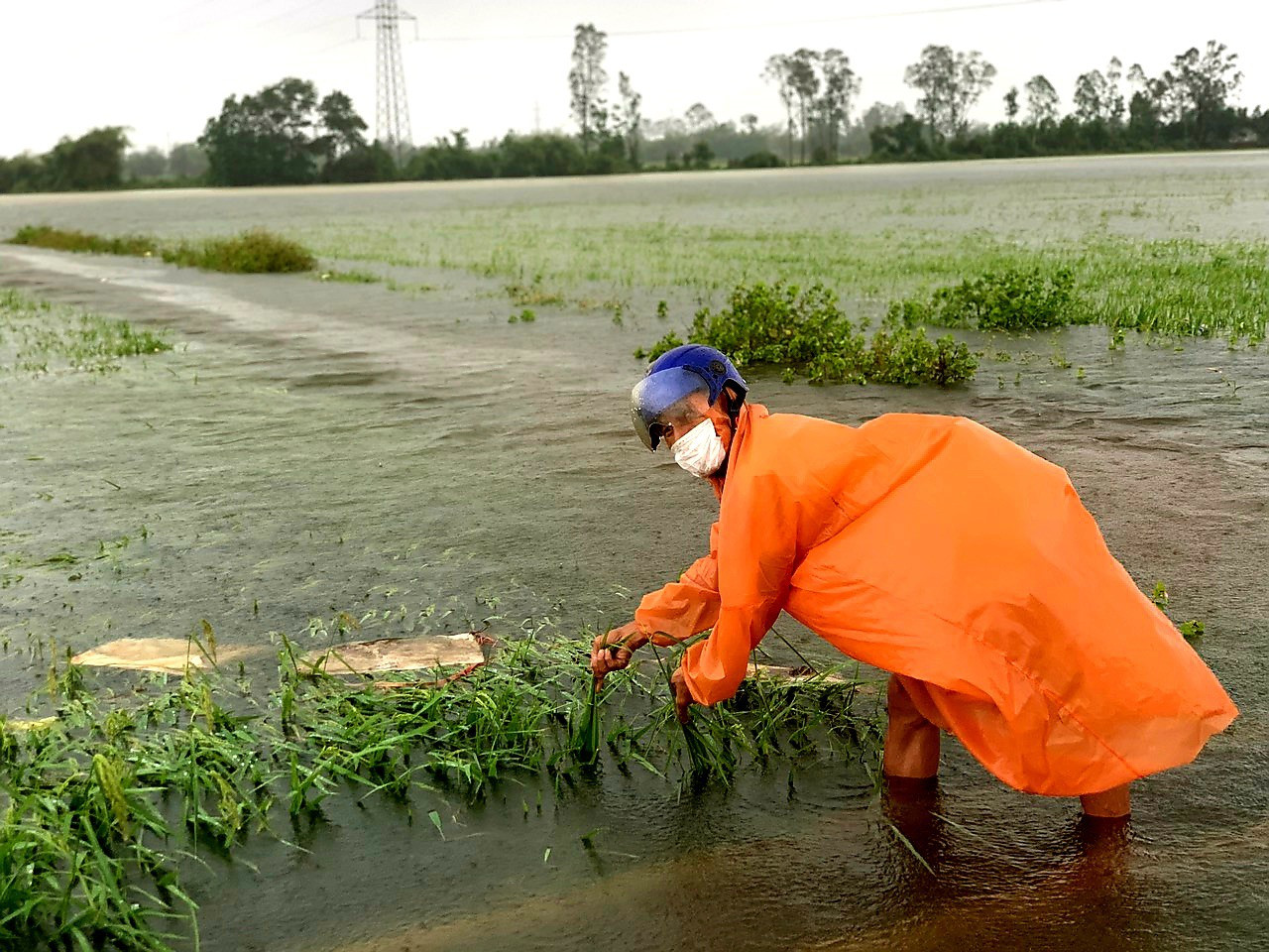 Nhiều ruộng lúa bị ngập sâu trong nước, nguy cơ năng suất sẽ tụt giảm mạnh. Ảnh: N.S