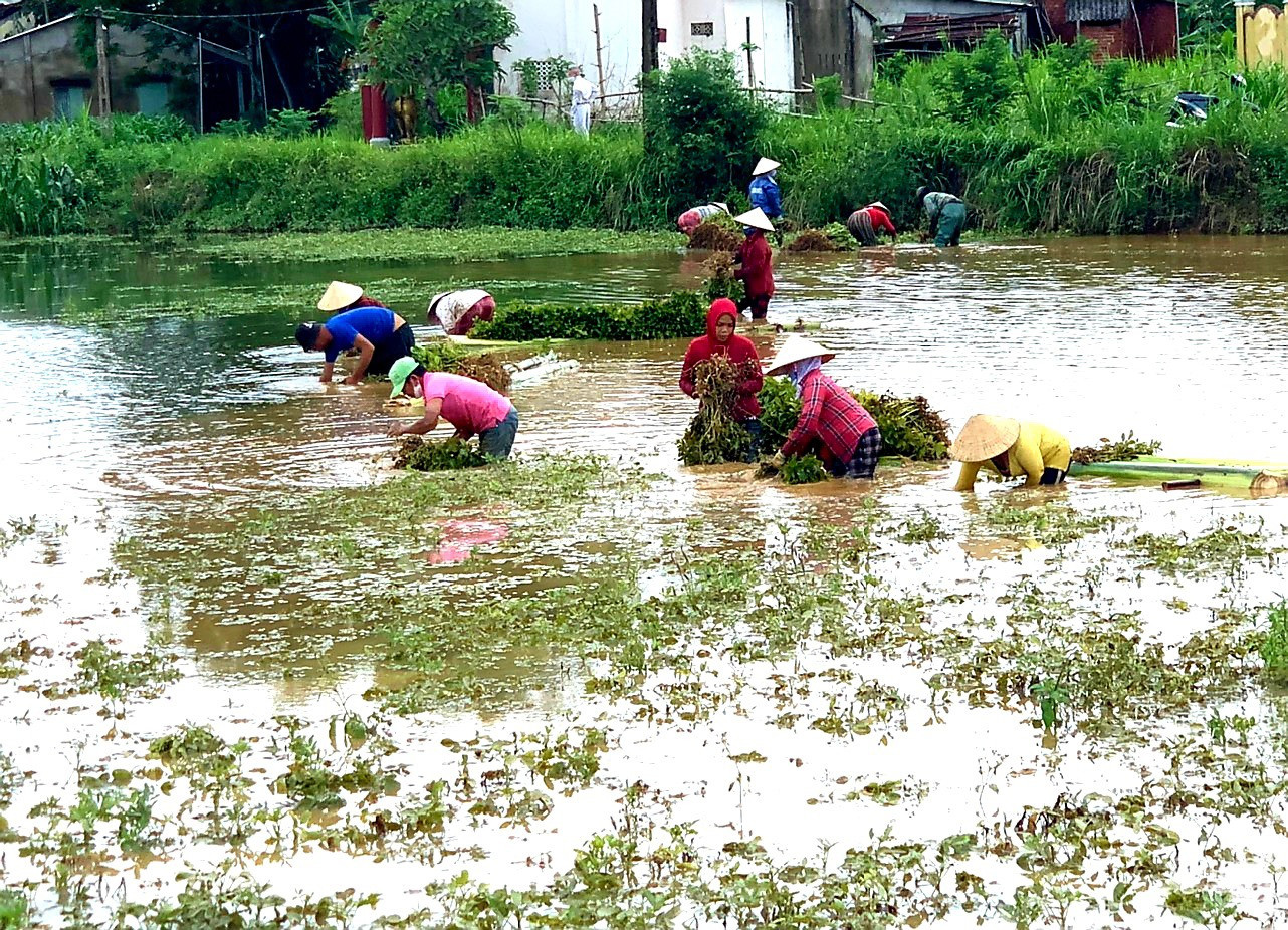 Nông dân Duy Xuyên lội trên những đám ruộng ngập ngụa bùn nước thu hoạch đậu phụng để hạn chế thiệt hại. Ảnh: N.S
