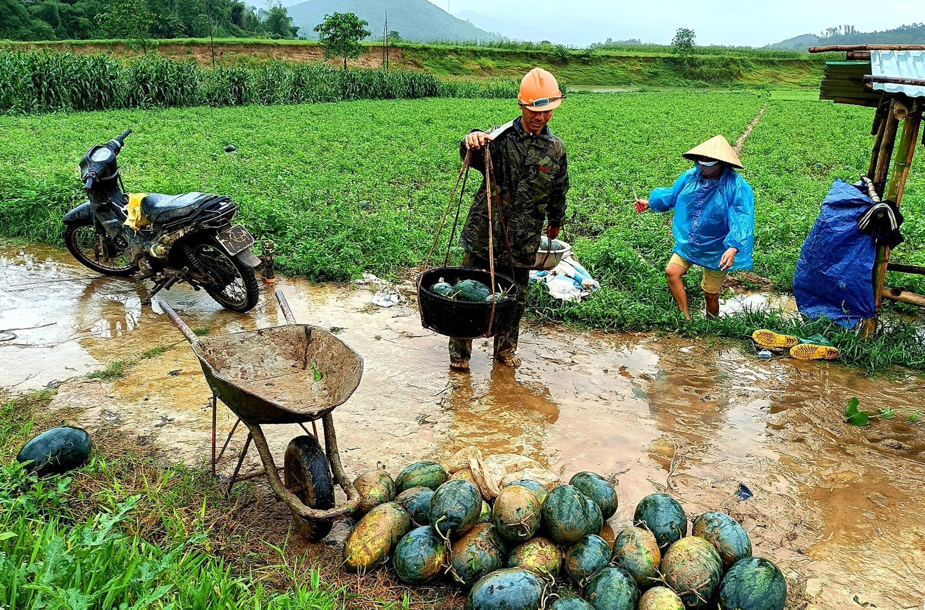 Nông dân xã miền núi Quế Lâm (Nông Sơn) khẩn trương thu hoạch dưa hấu nhằm hạn chế thiệt hại do mưa lớn kéo dài trong những ngày qua. Ảnh: PV