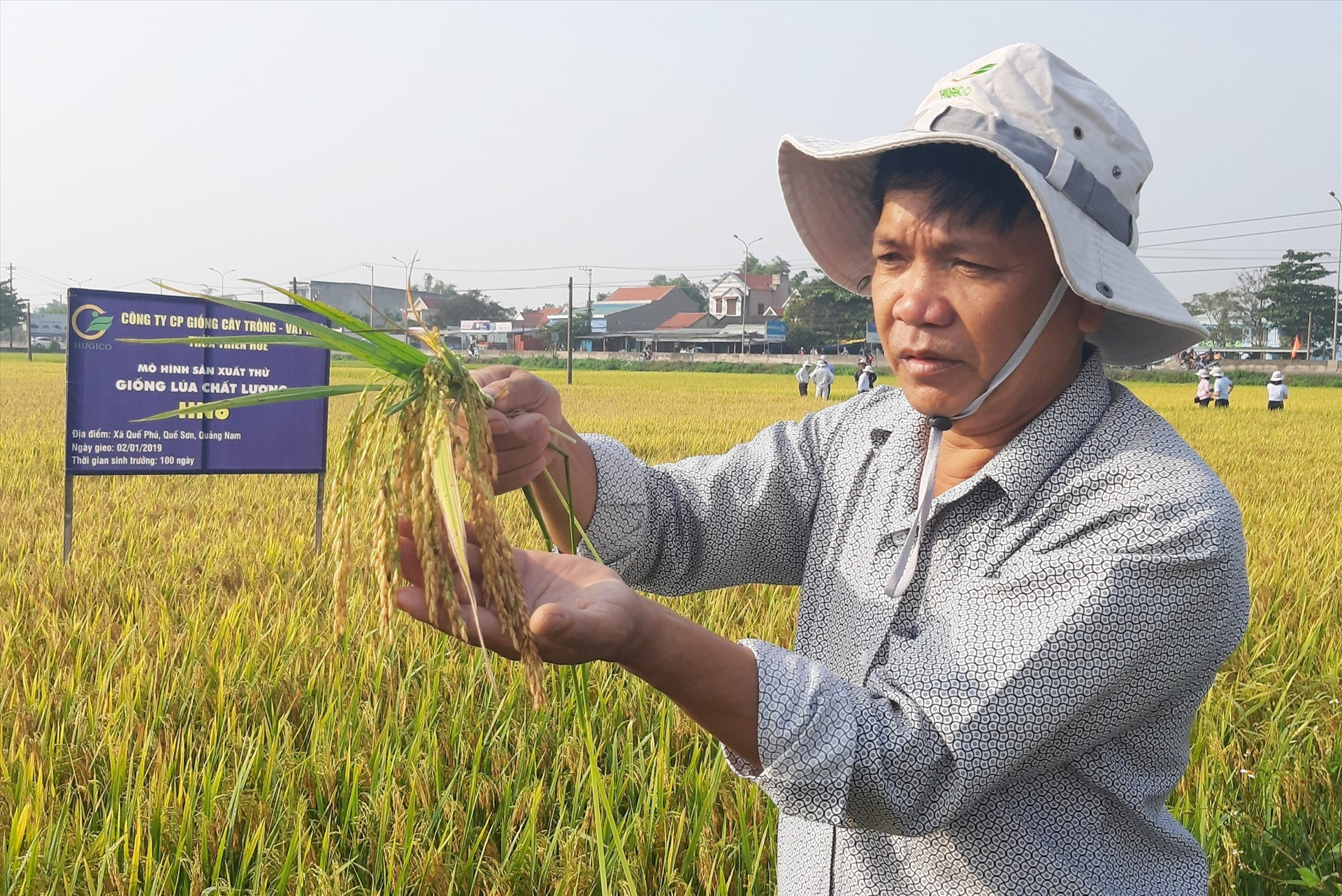Mô hình liên kết sản xuất lúa giống hàng hóa ở xã Quế Phú cho hiệu quả kinh tế cao. Ảnh: VĂN SỰ