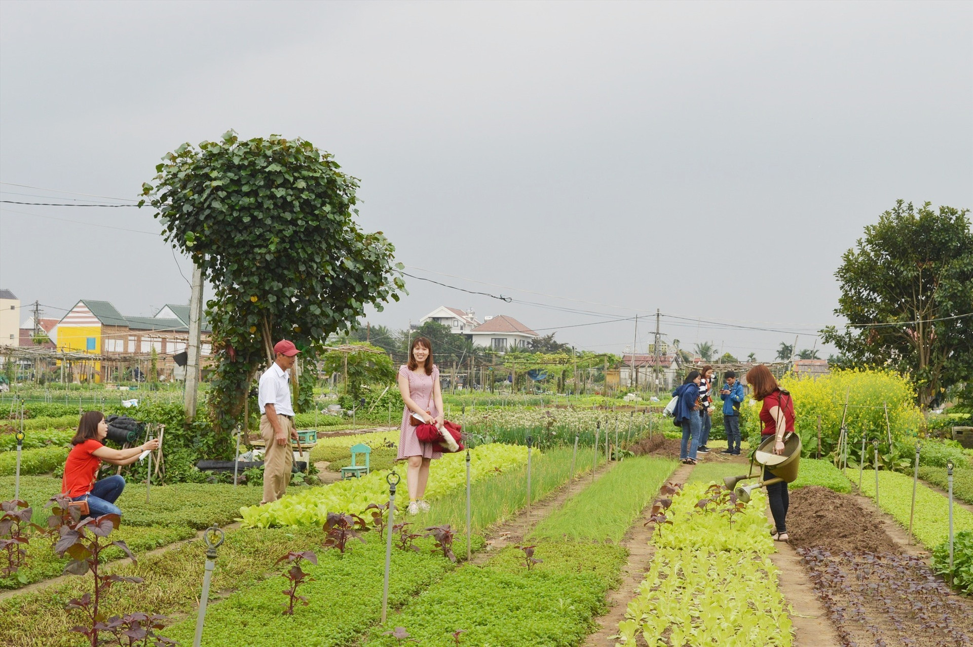 Tra Que vegetable village in Quang Nam