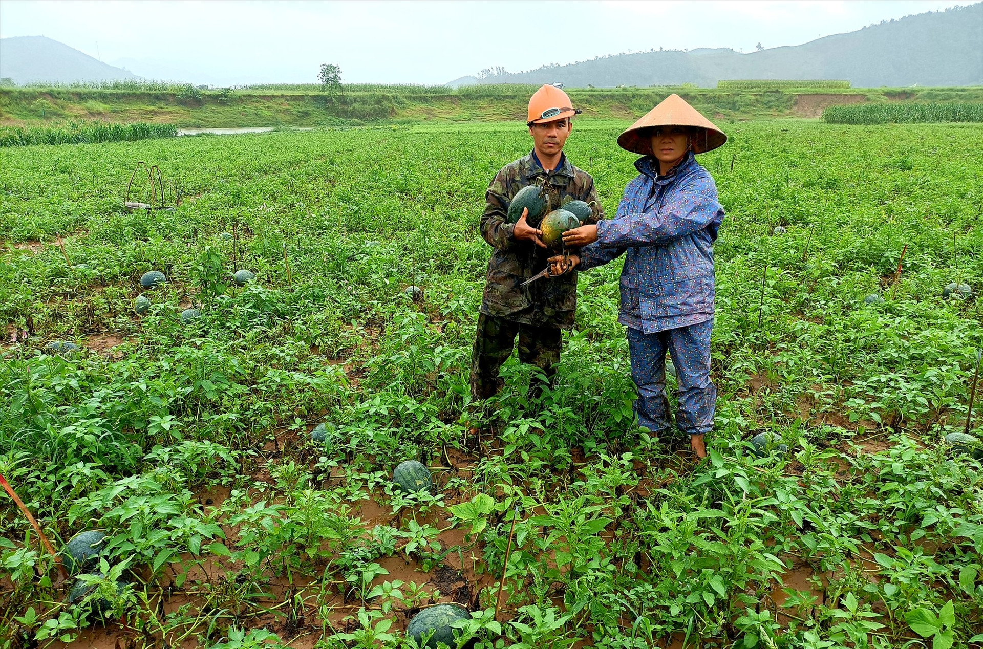 Những ngày qua, nông dân xã Quế Lâm (Nông Sơn) tập trung thu hái dưa hấu bán để vớt vát lại vốn đầu tư. Ảnh: PV