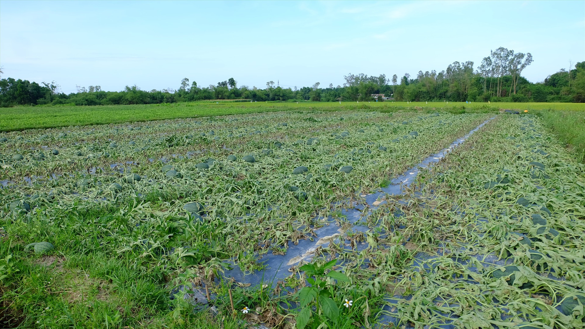 Phần lớn ruộng dưa ở Phú Ninh bị héo lá, khô dây, trơ quả khi gặp nắng to sau đợt mưa lớn vừa qua. Ảnh: M.L