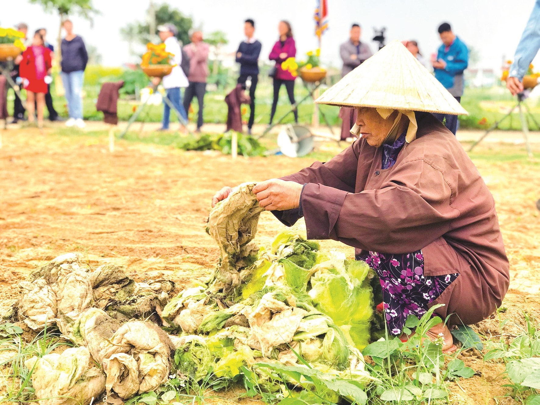 Bón rau bằng rong đầm Trà Quế. Ảnh: PHẠM QUỐC