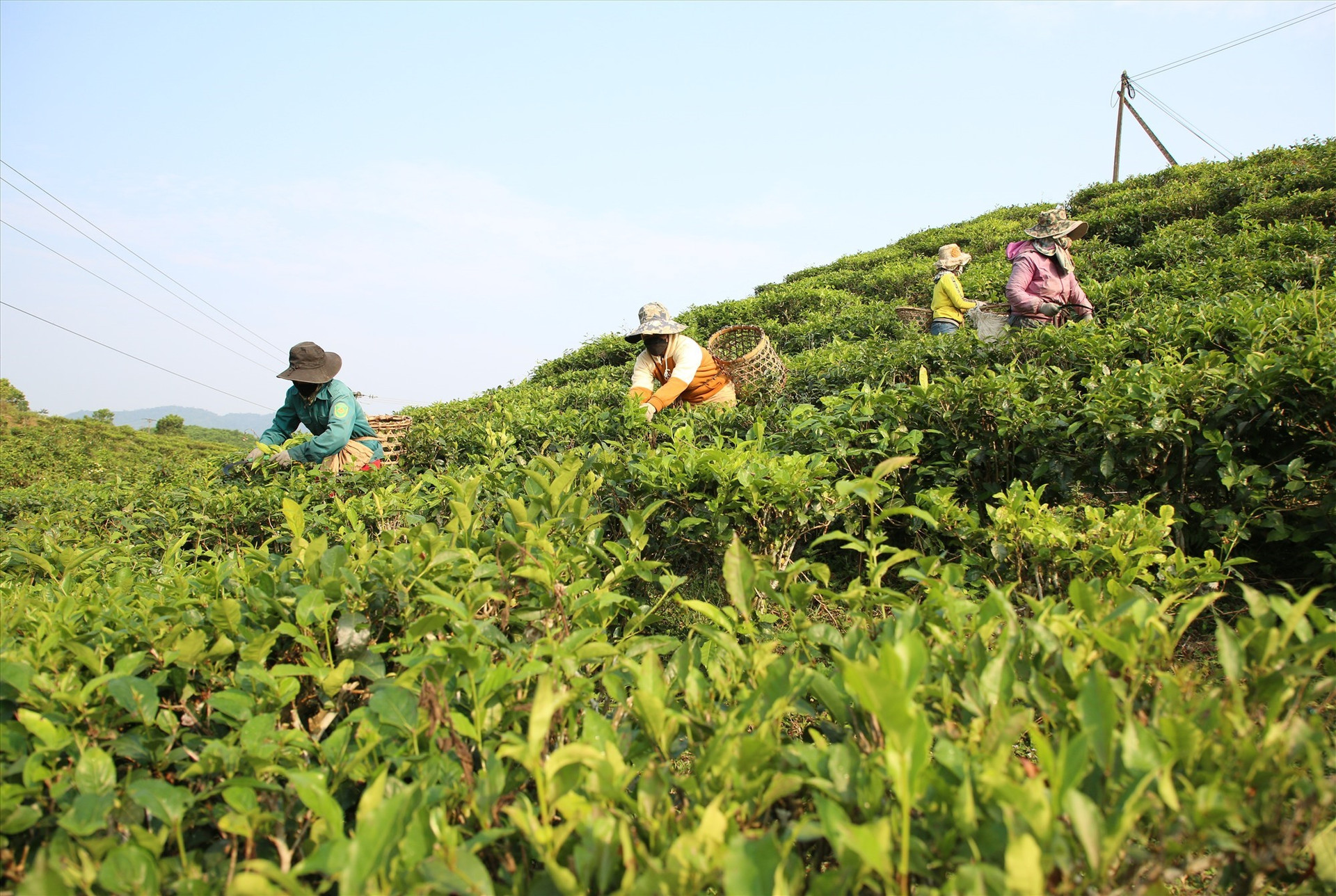 Green tea farm in Quang Nam