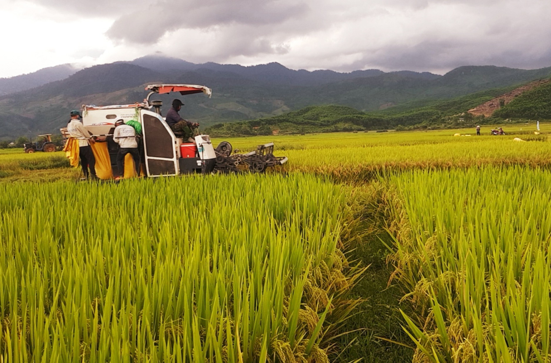 Xã Quế Lộc (huyện Nông Sơn) huy động máy gặt đập liên hợp thu hoạch lúa nước trời trên cánh đồng Sơn Rú thuộc thôn Lộc Trung. Ảnh: N.P
