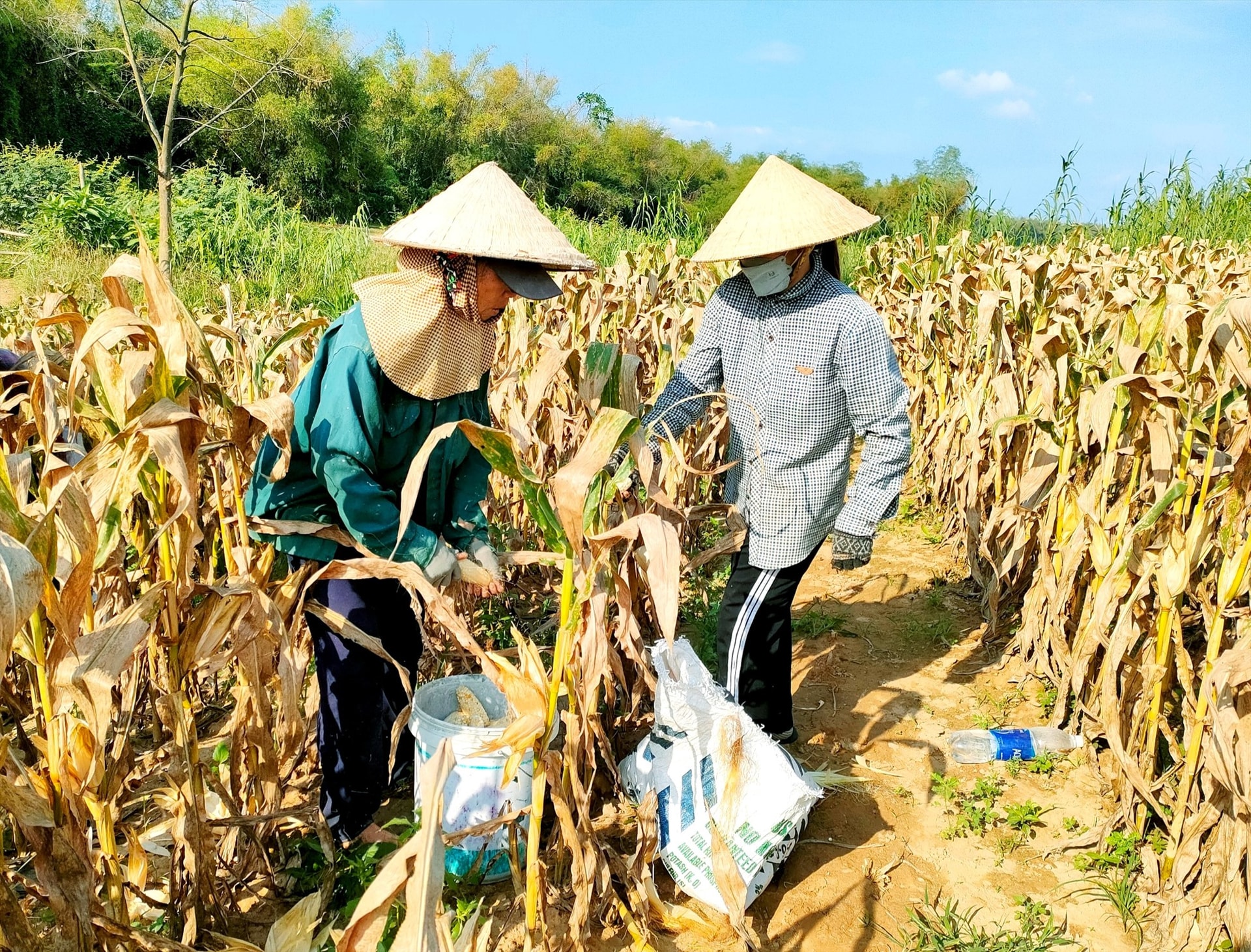 Vụ đông xuân này, hầu hết diện tích sản xuất hạt giống bắp nếp theo mô hình liên kết chuỗi giá trị ở xã Đại Thắng (Đại Lộc) đều cho hiệu quả kinh tế cao. Ảnh: M.N