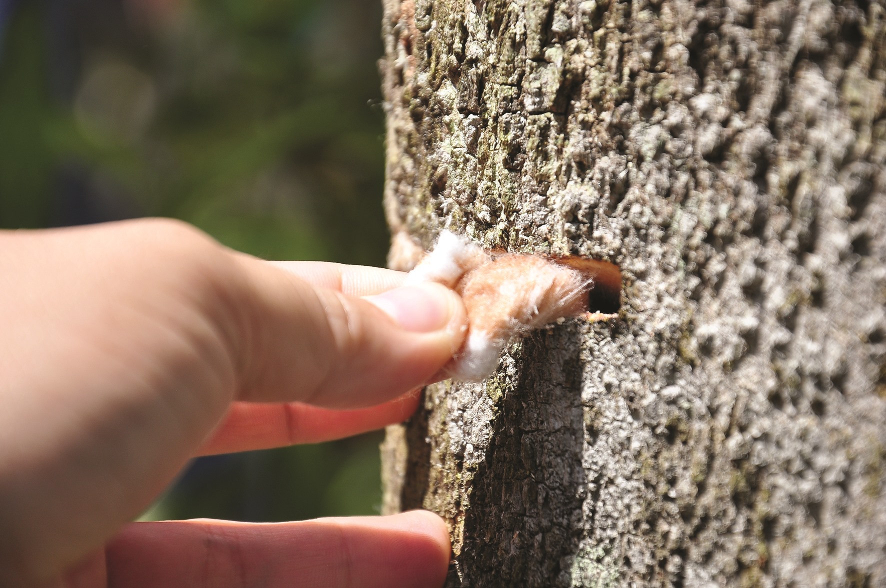 Tại mỗi hộc tạo trên thân cây dó bầu được nhét sẵn bông gòn để thuận tiện cho việc bơm chế phẩm sinh học vào cây.