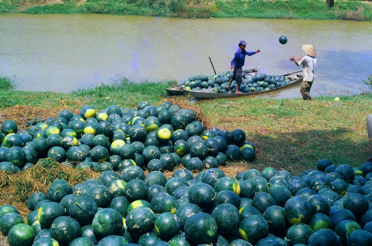 Mùa dưa. Ảnh: Lê Trọng Khang