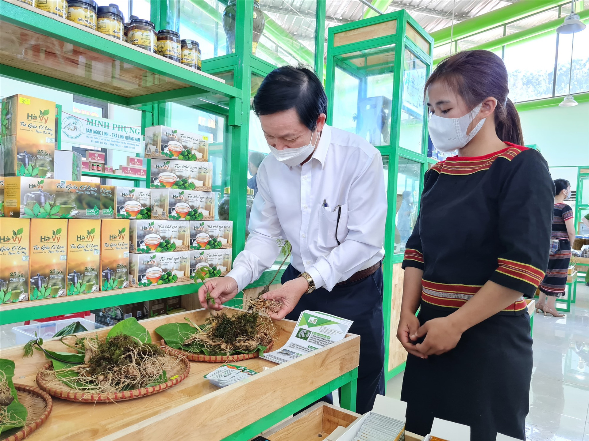 Sâm Ngọc Linh và dược liệu mang lại hiệu quả kinh tế cao cho người dân huyện Nam Trà My. Ảnh: D.L