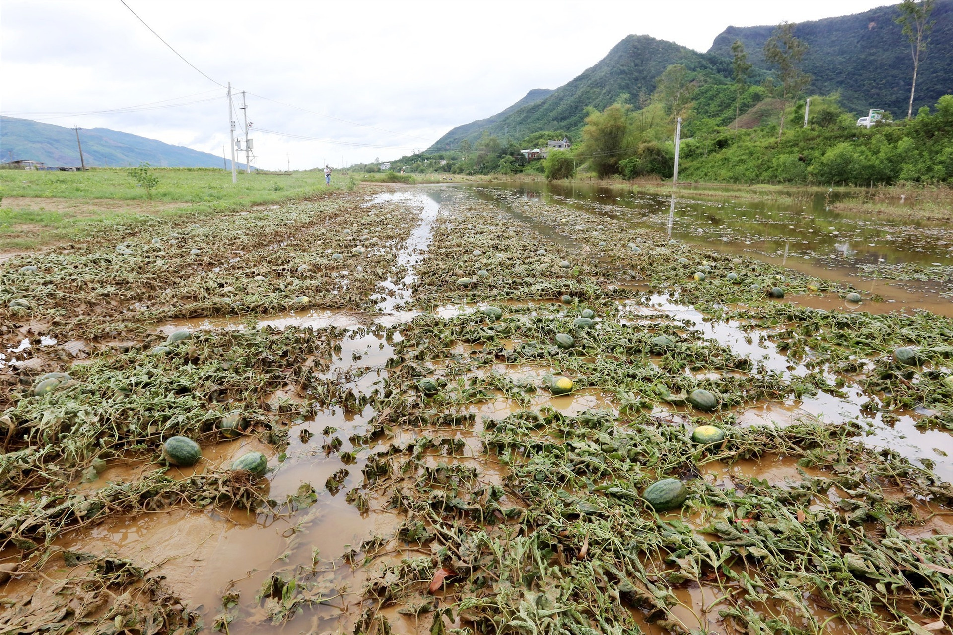Đợt mưa lớn trái mùa gây thiệt hại nặng cho ngành nông nghiệp. Ảnh: T.N