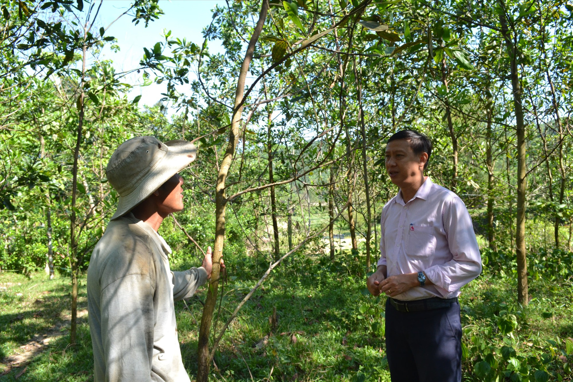 Tín dụng chính sách giúp người dân miền núi Bắc Trà My phát triển kinh tế rừng bền vững. Ảnh: Q.VIỆT