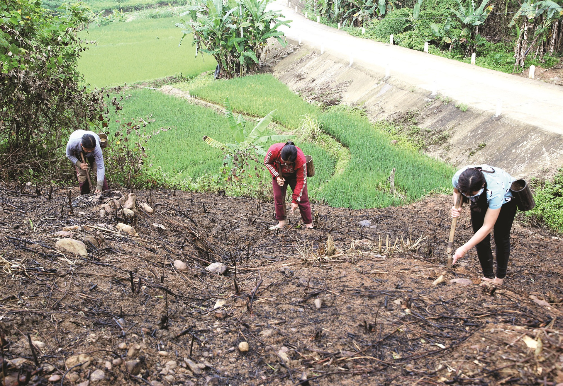 Không muốn xâm hại rừng tự nhiên, phụ nữ Cơ Tu ở Tây Giang trồng lúa rẫy trên diện tích quả đồi trước nhà để bảo tồn giống lúa ba trăng.