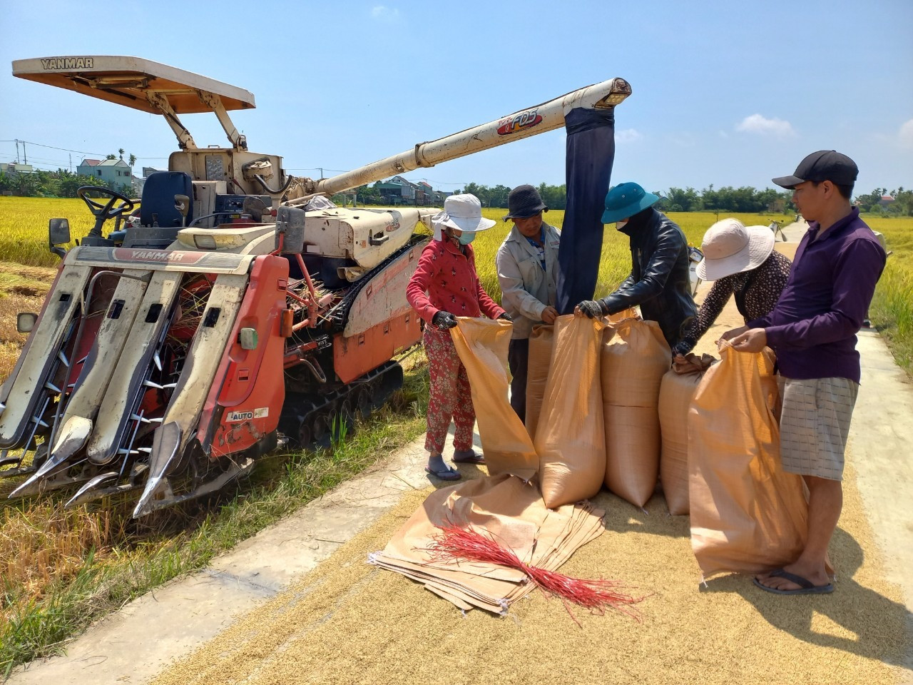 Nông dân thu họach lúa bán cho Công ty Cổ phần giống cây trồng - vật nuôi Thừa Thiên Huế. ảnh DT