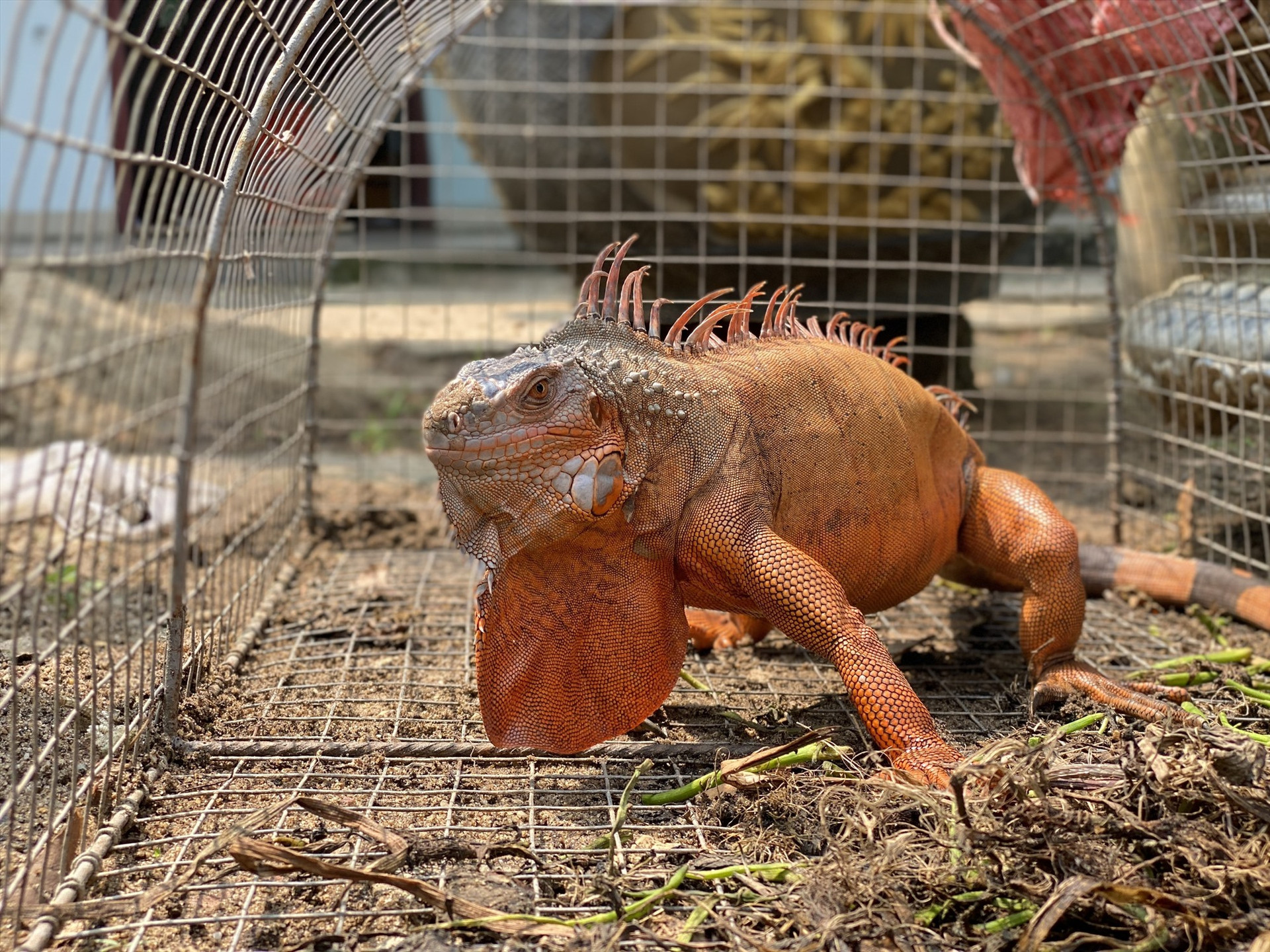 Loại Iguana Togreen. Ảnh: H.V