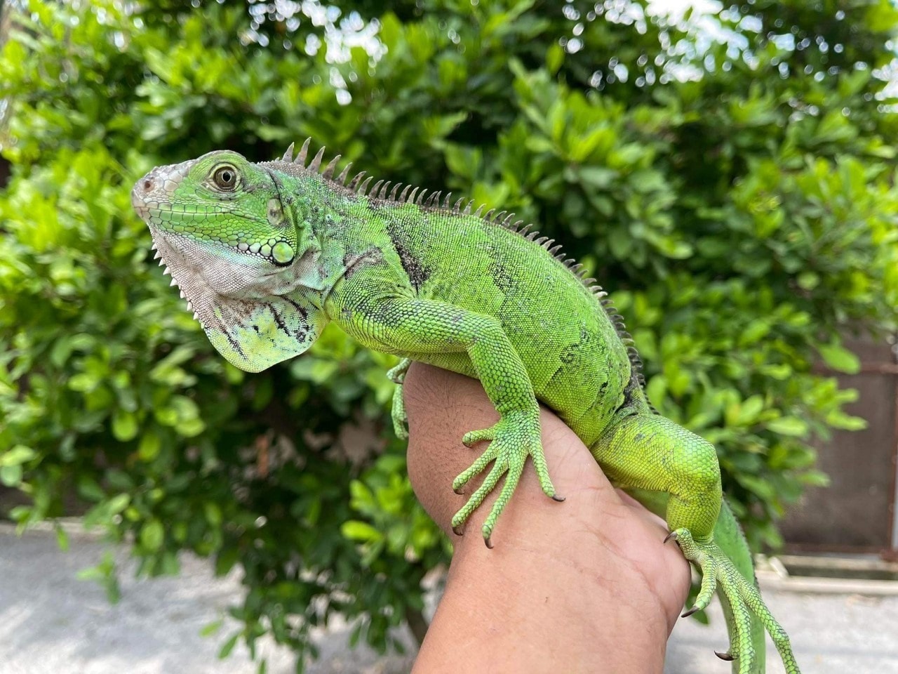 iguana  red