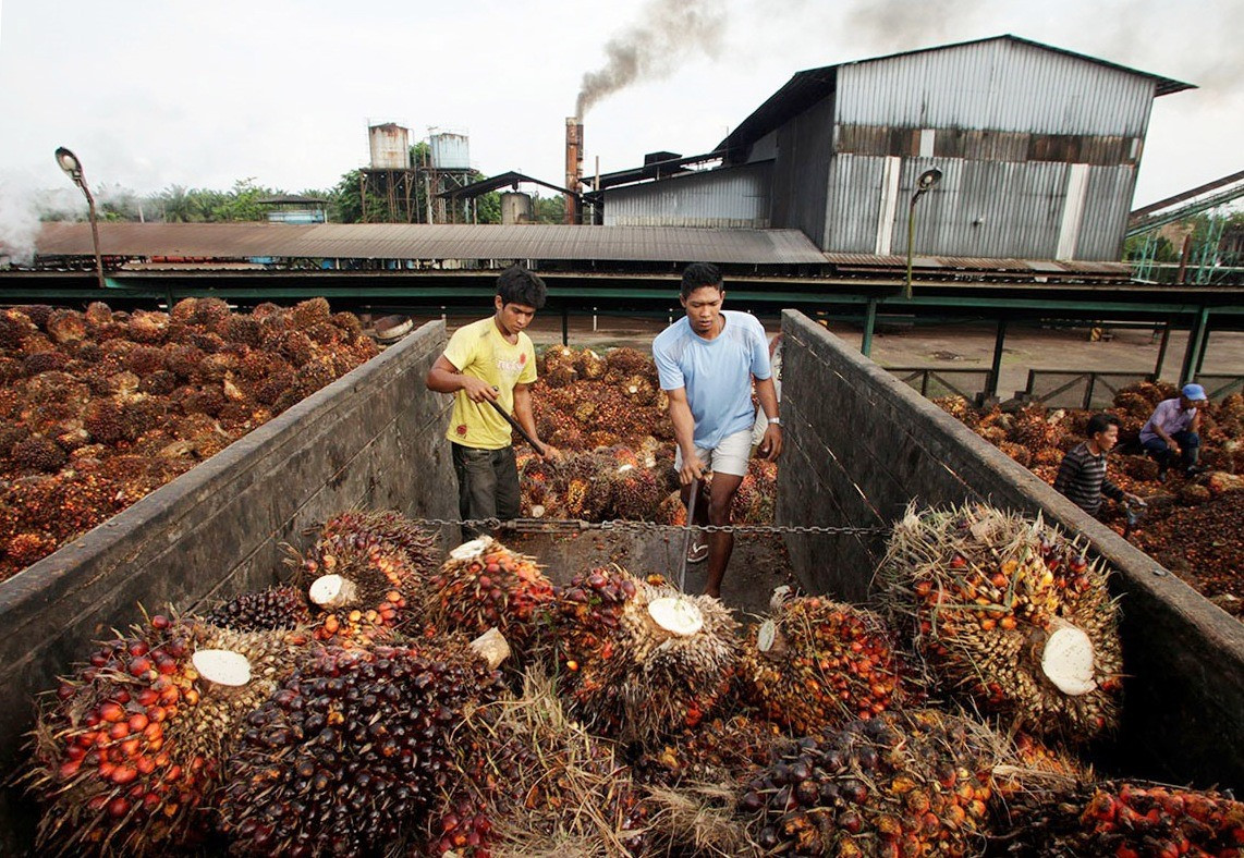 Một co sở sản xuất dầu cọ tại Indonesia. Ảnh: Reuters