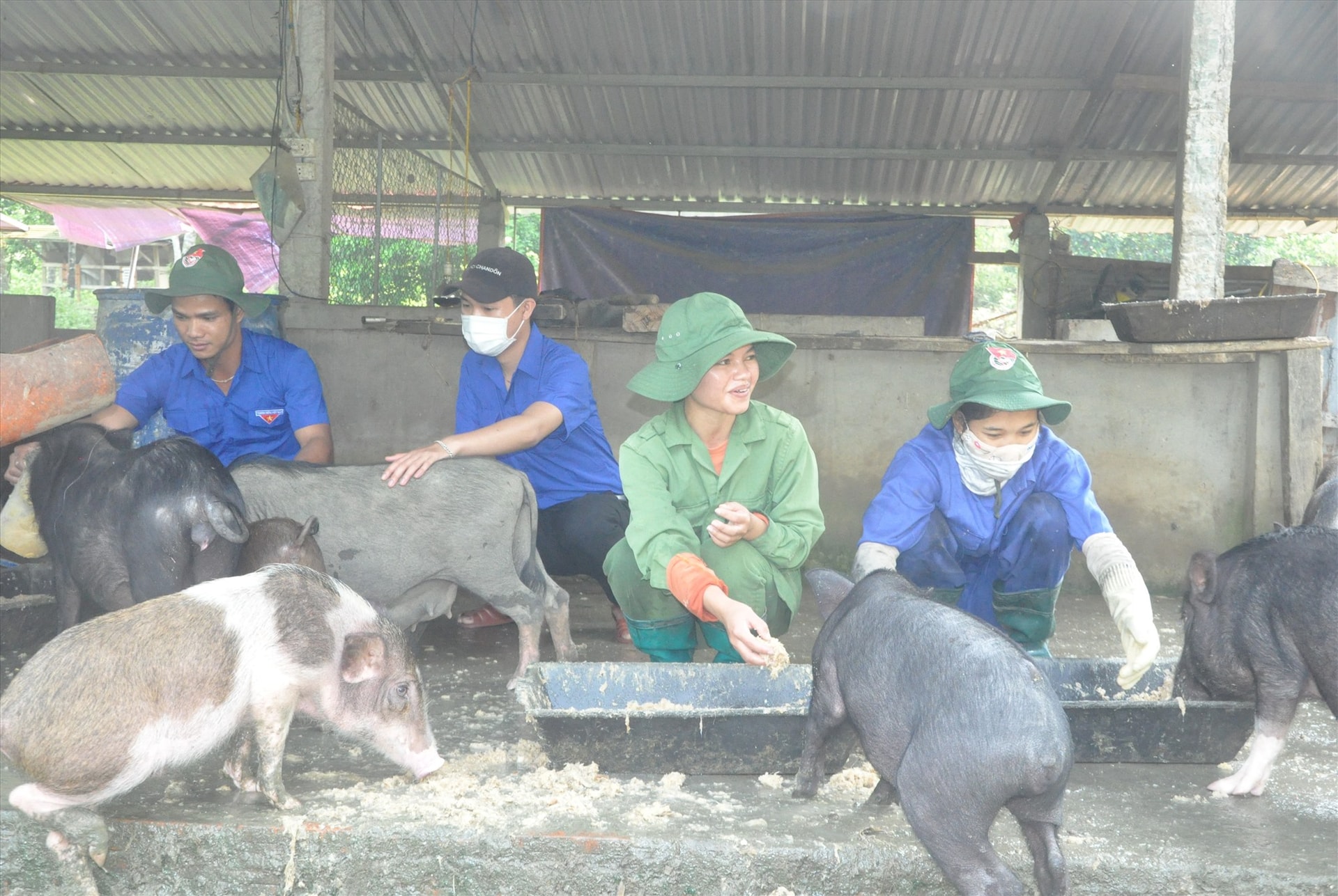 ALăng Oanh (thứ 2 từ phải qua) cùng các bạn trong Đội tri thức trẻ tình nguyện (Đoàn KT-QP 207) đang chăm sóc đàn heo giống để chuẩn bị nguồn giống cung cấp cho bà con.