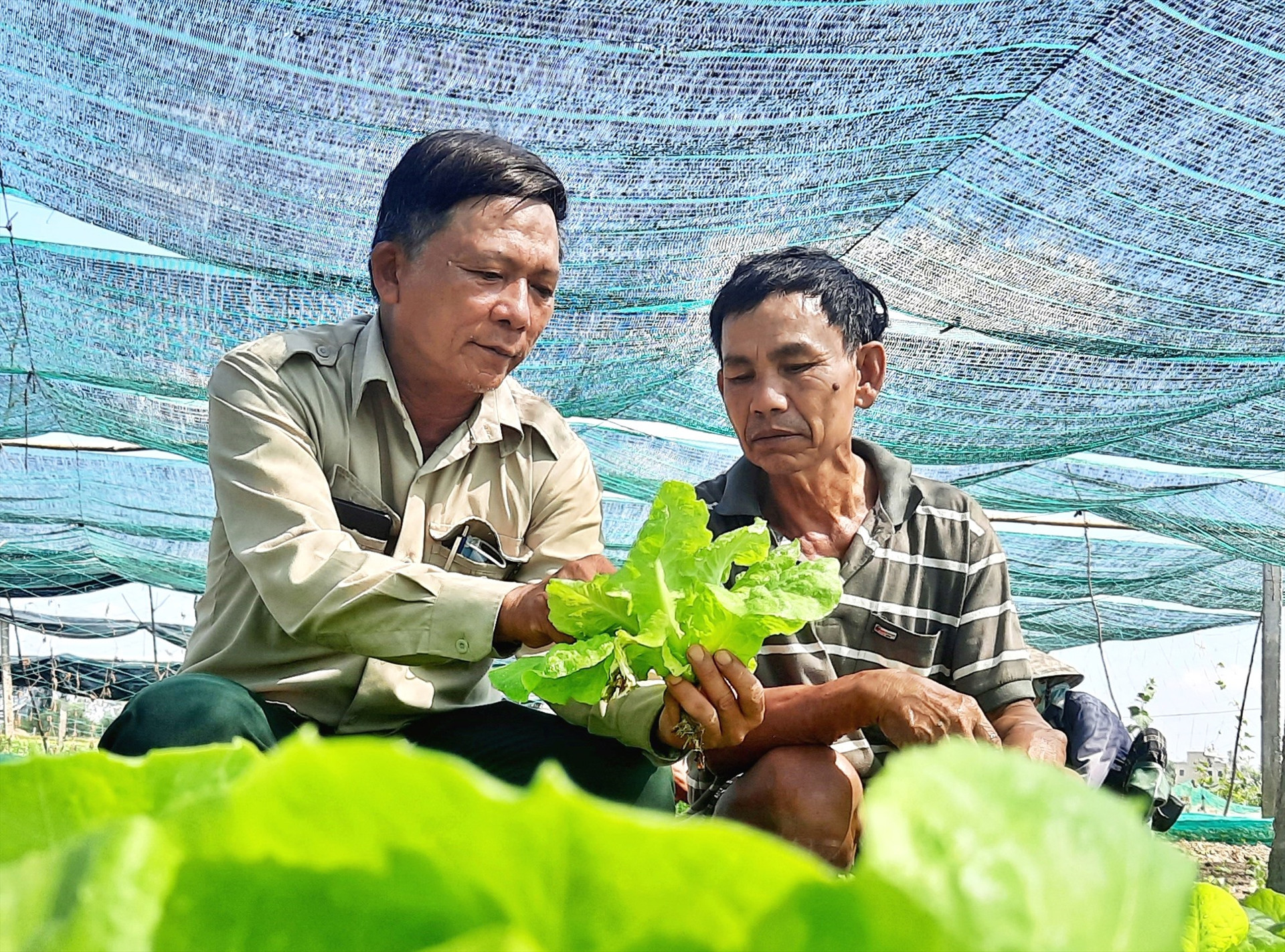 Cựu chiến binh Phạm Văn Phó (bên phải) có cuộc sống ổn định từ mô hình trồng rau sạch theo hướng hữu cơ. Ảnh: Đ.C